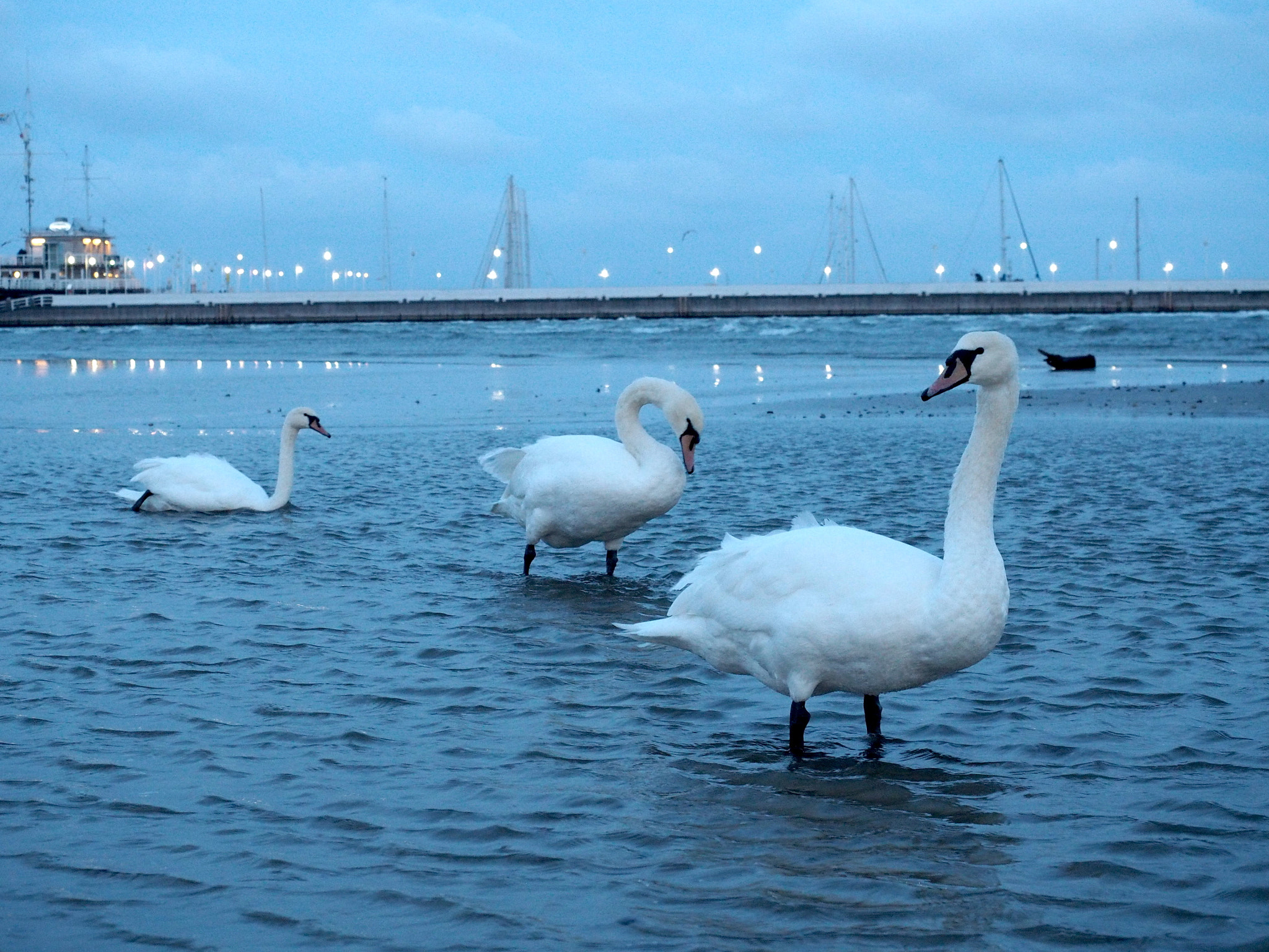 Olympus M.Zuiko Digital ED 12-40mm F2.8 Pro sample photo. Swans photography