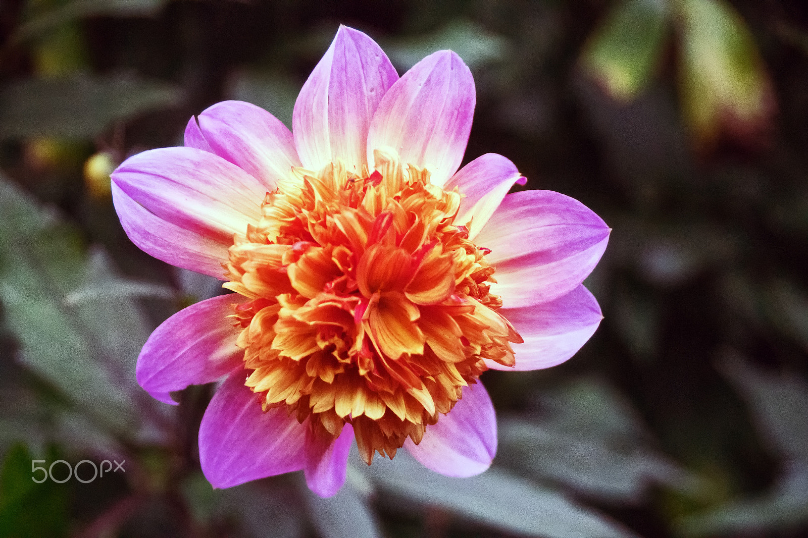 Sony DT 18-250mm F3.5-6.3 sample photo. Autumn flower photography