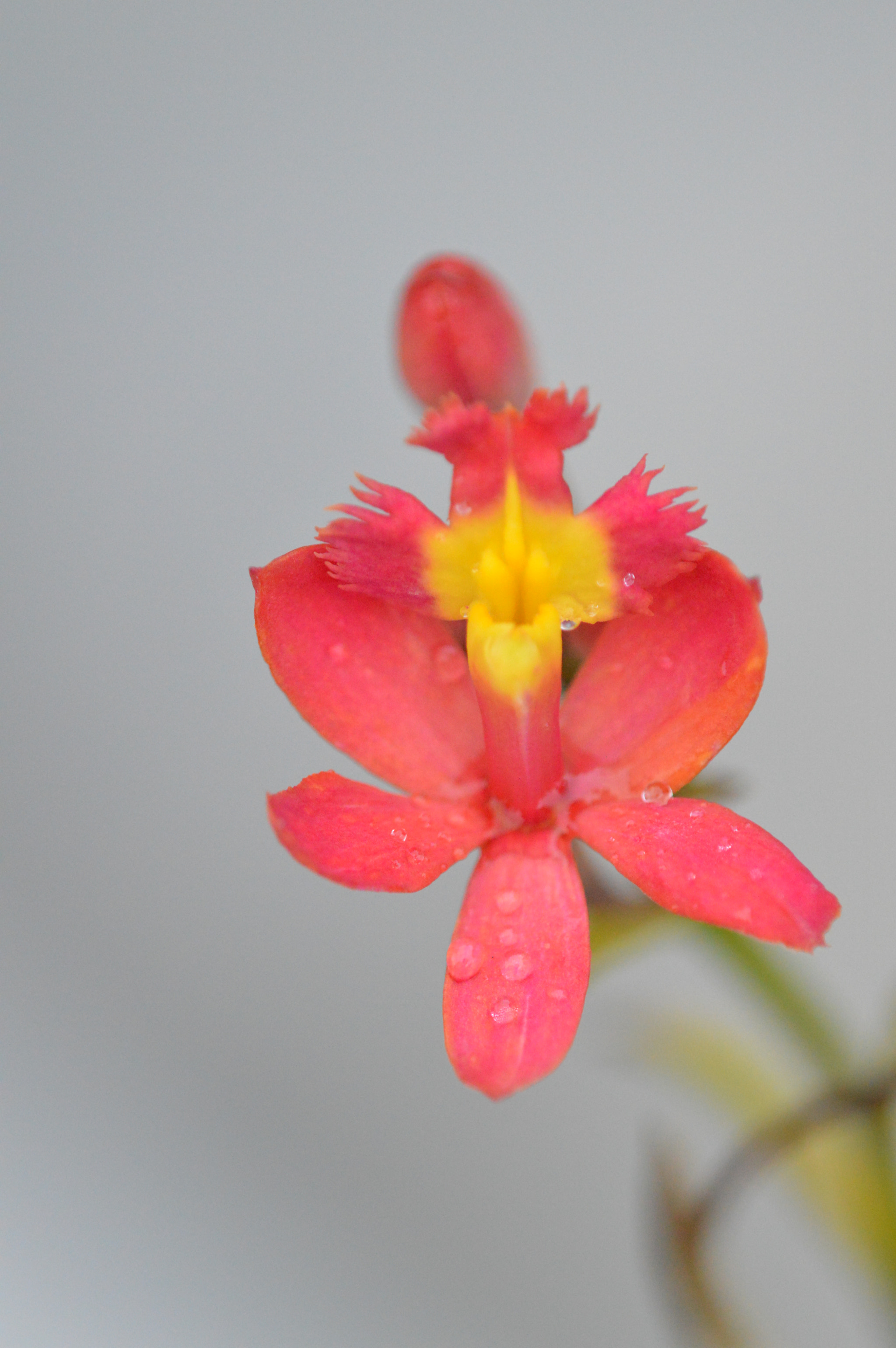 Tamron SP AF 180mm F3.5 Di LD (IF) Macro sample photo. Flowers photography