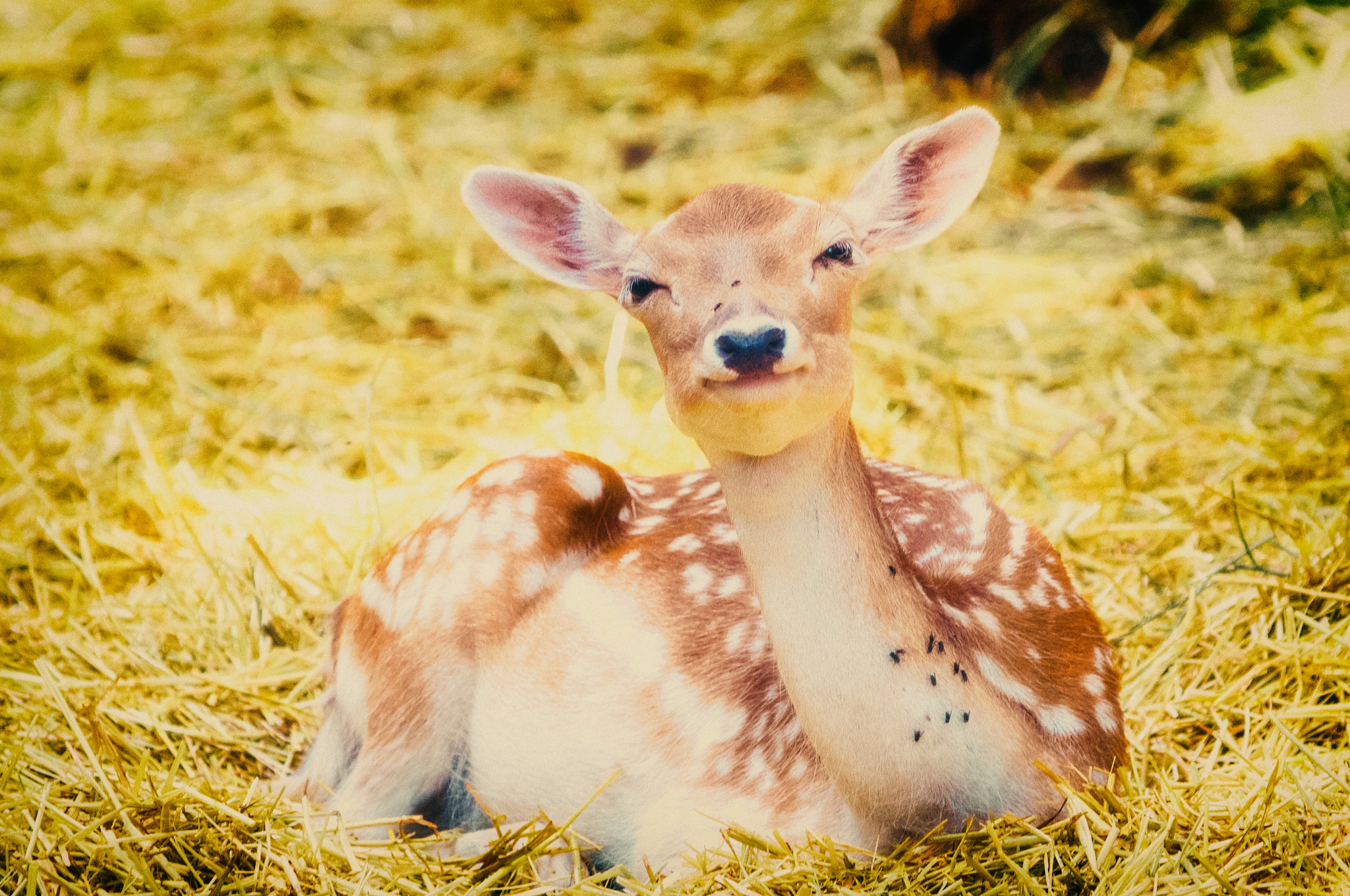 Nikon AF-Nikkor 80-200mm F2.8D ED sample photo. Happy whitetail photography