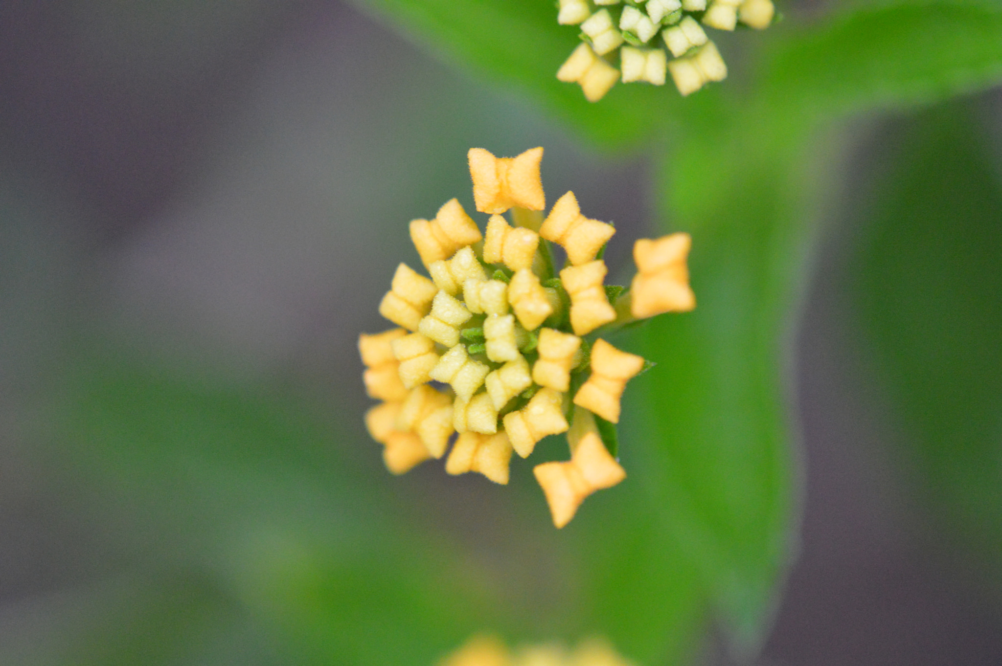 Tamron SP AF 180mm F3.5 Di LD (IF) Macro sample photo. Flowers photography