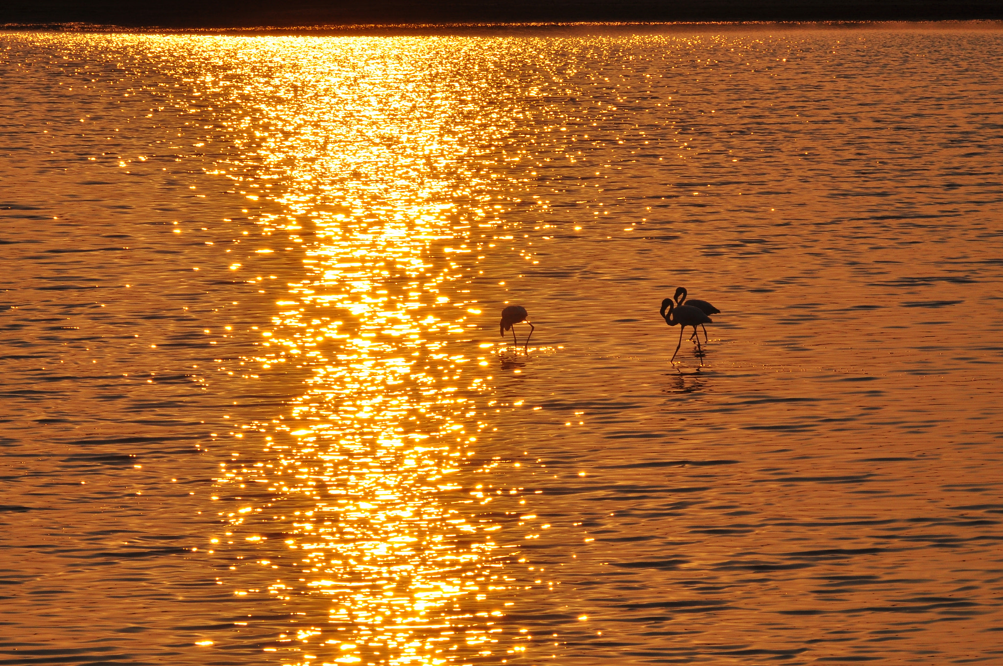 Nikon D90 + AF Nikkor 180mm f/2.8 IF-ED sample photo. Flamingos at a sunset in africa photography