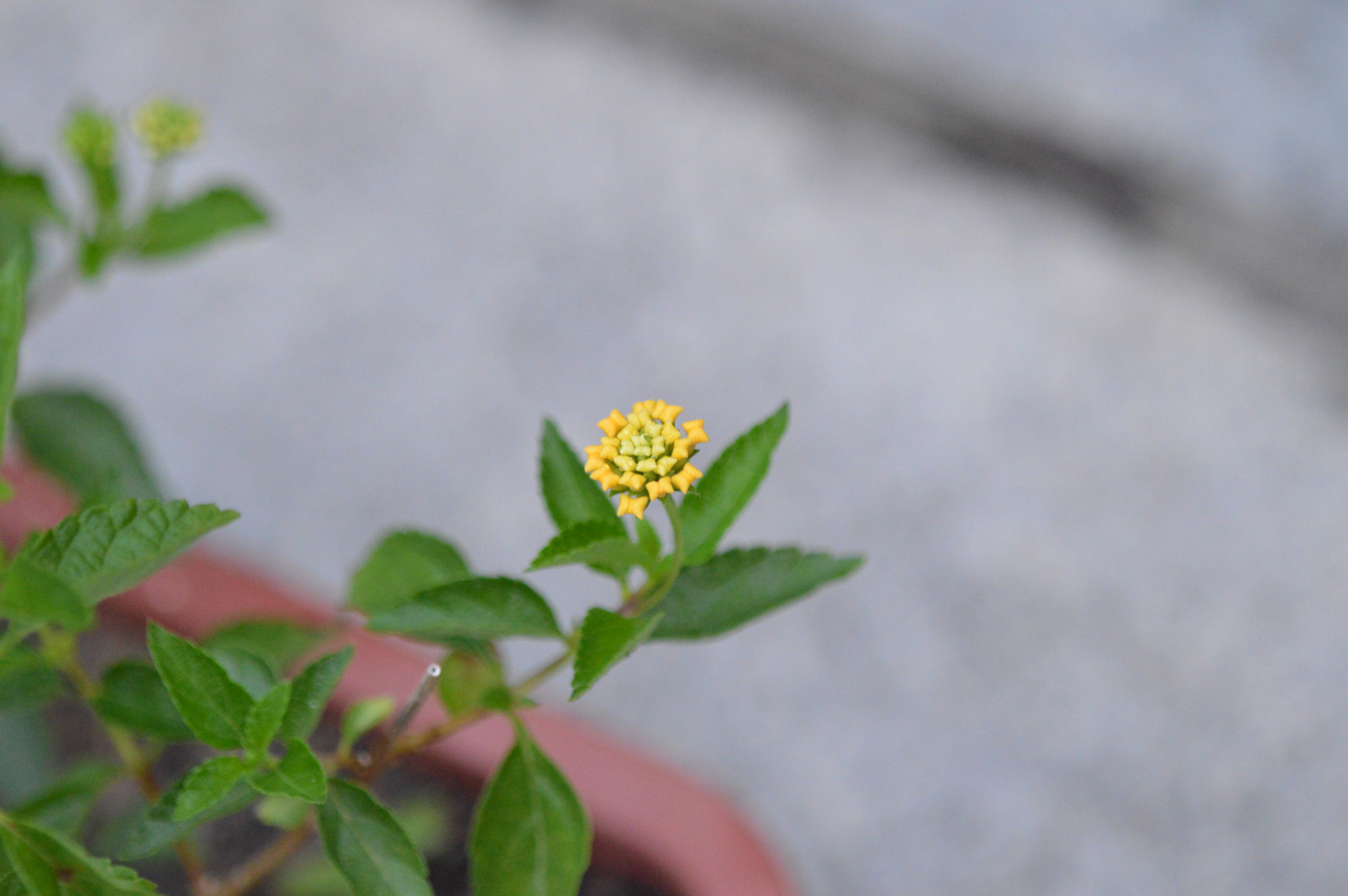 Tamron SP AF 180mm F3.5 Di LD (IF) Macro sample photo. Flowers photography