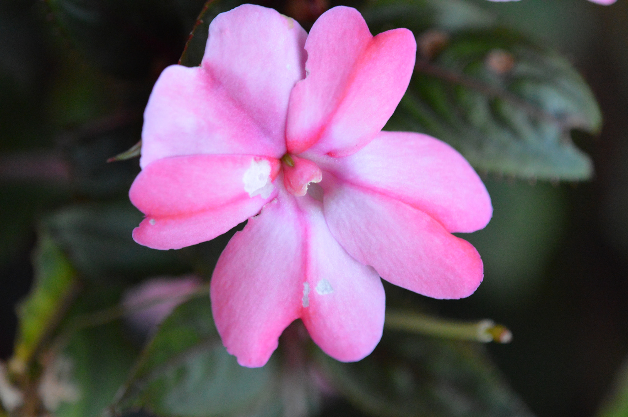 Tamron SP AF 180mm F3.5 Di LD (IF) Macro sample photo. Flowers photography