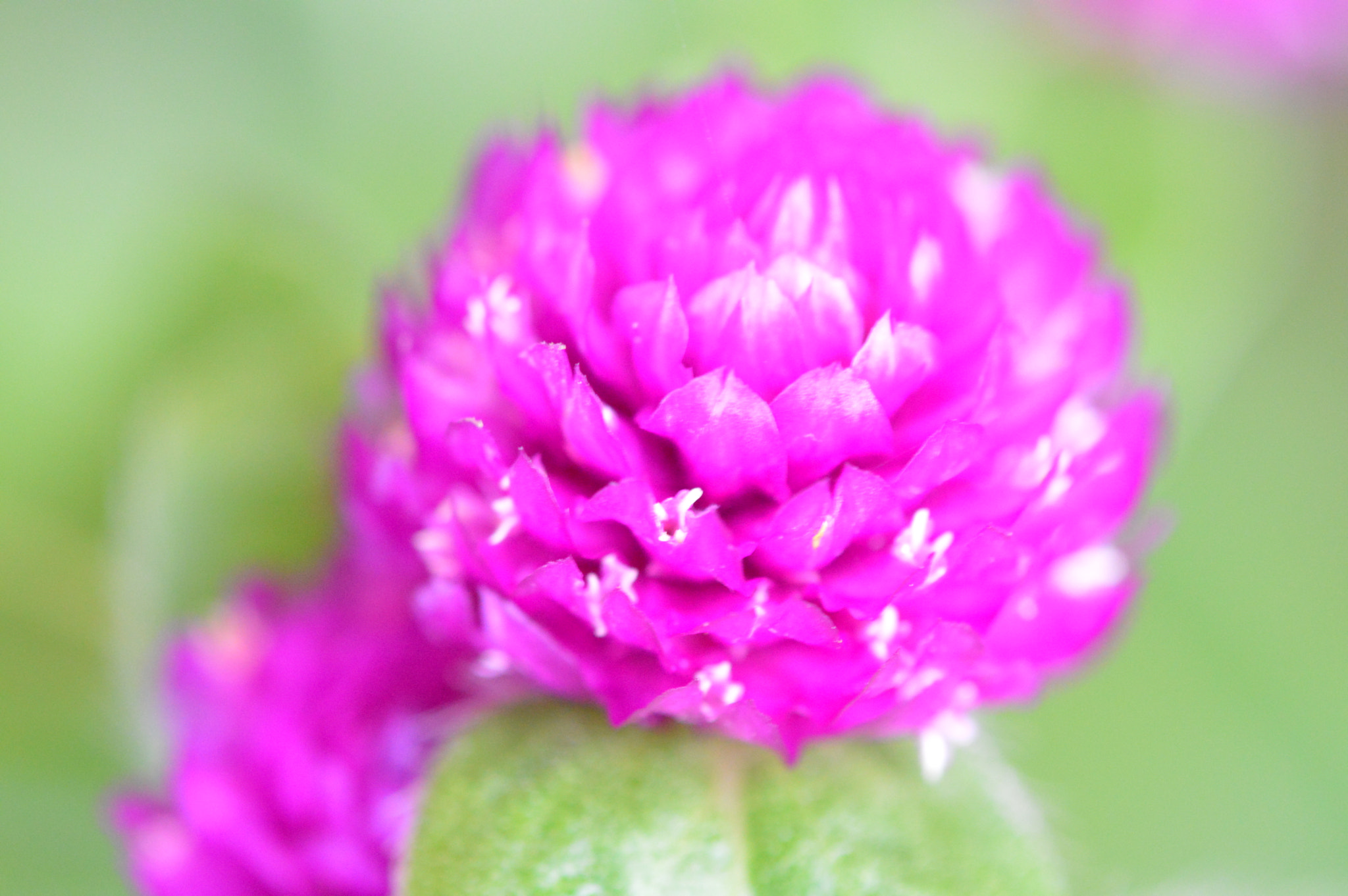 Tamron SP AF 180mm F3.5 Di LD (IF) Macro sample photo. Flowers photography
