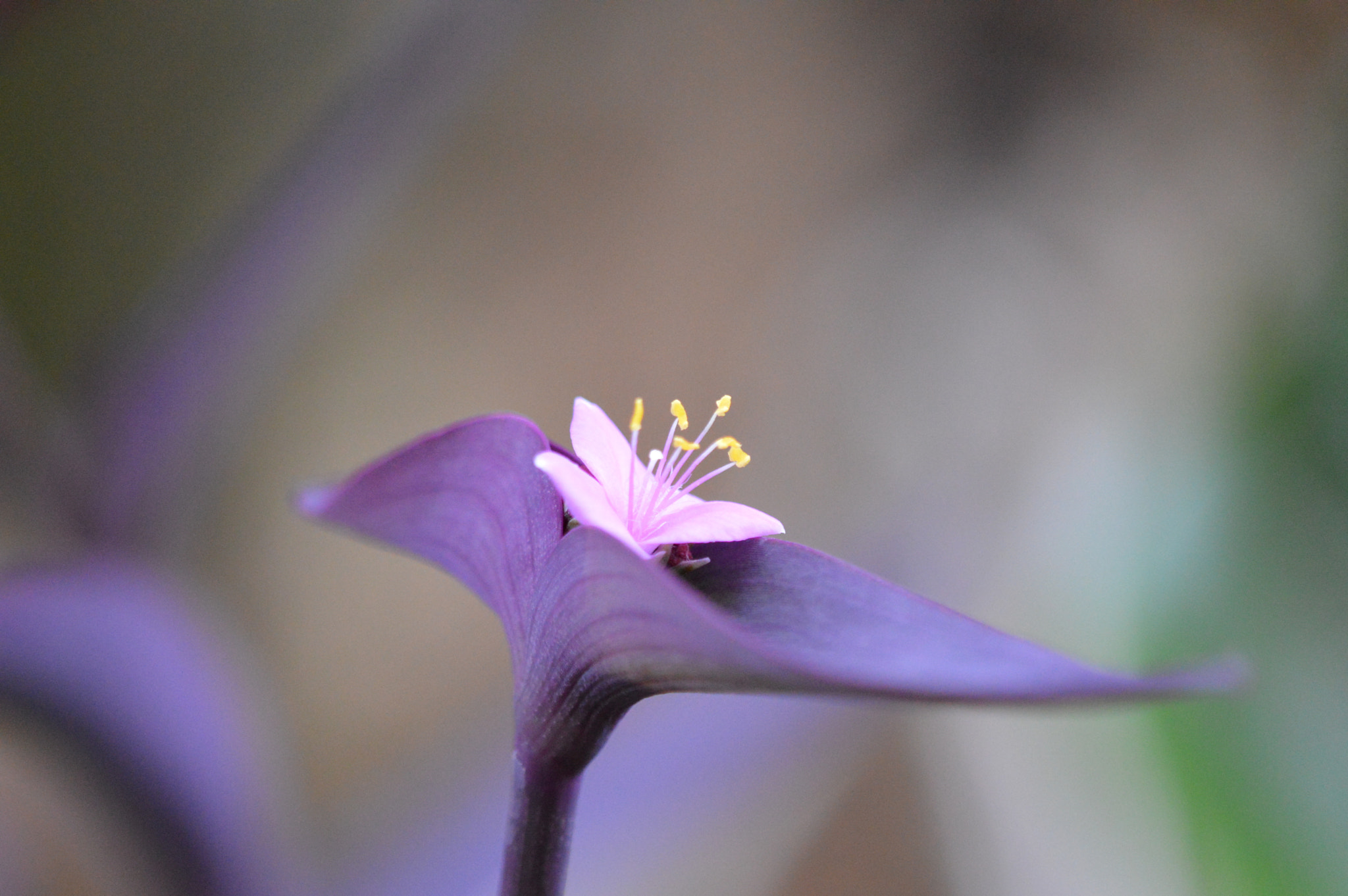 Tamron SP AF 180mm F3.5 Di LD (IF) Macro sample photo. Flowers photography