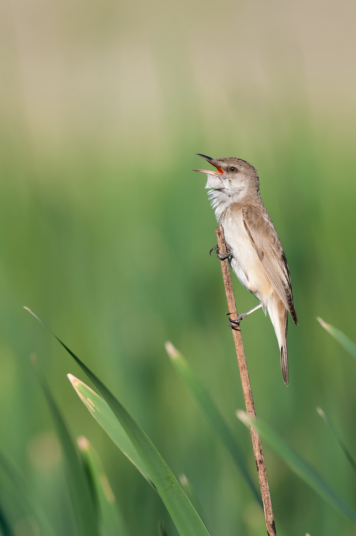 Nikon D300 + Nikon AF-S Nikkor 500mm F4G ED VR sample photo. Drosselrohrsänger photography