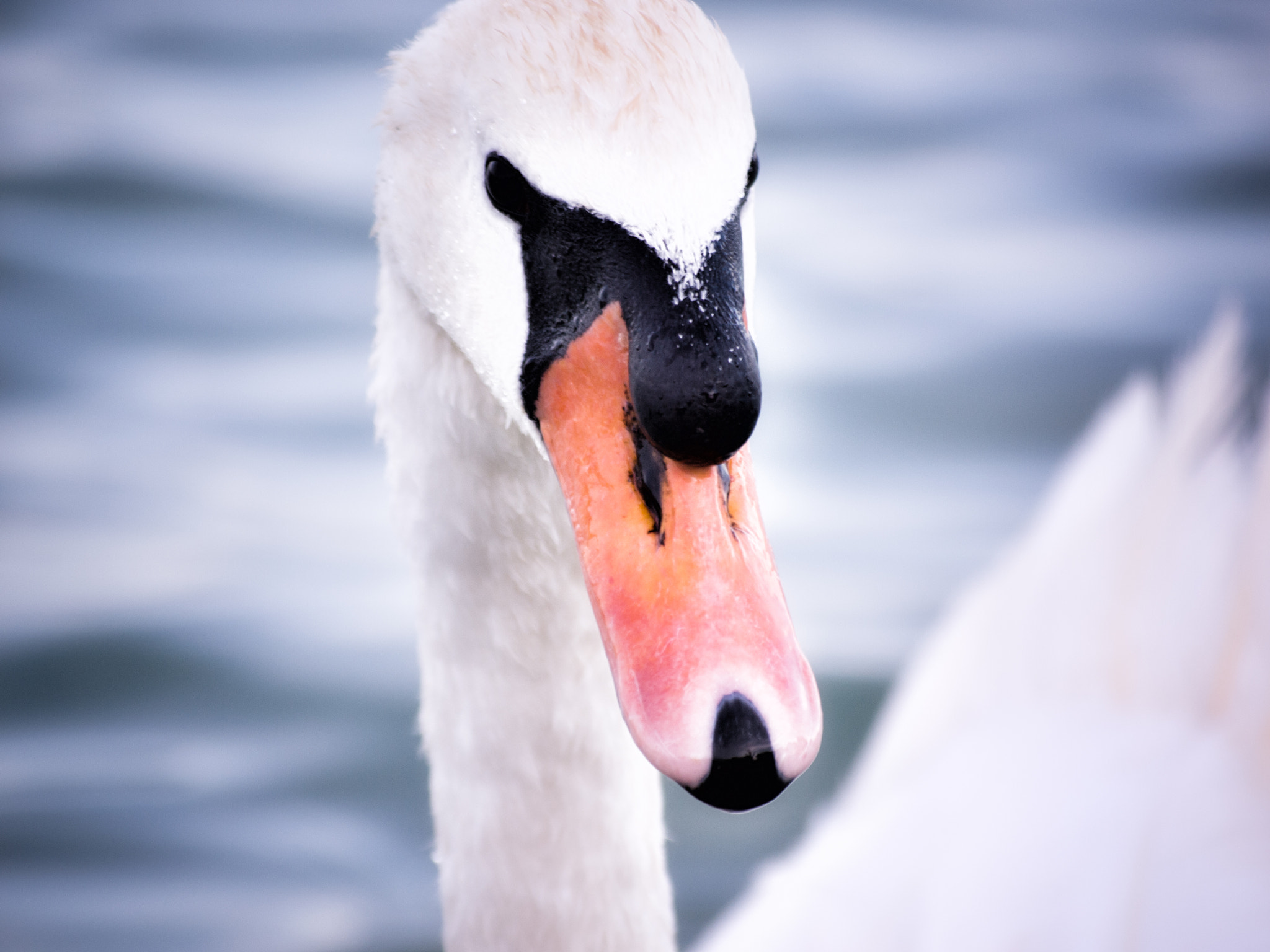 Sigma 55-200mm F4-5.6 DC sample photo. Swan photography