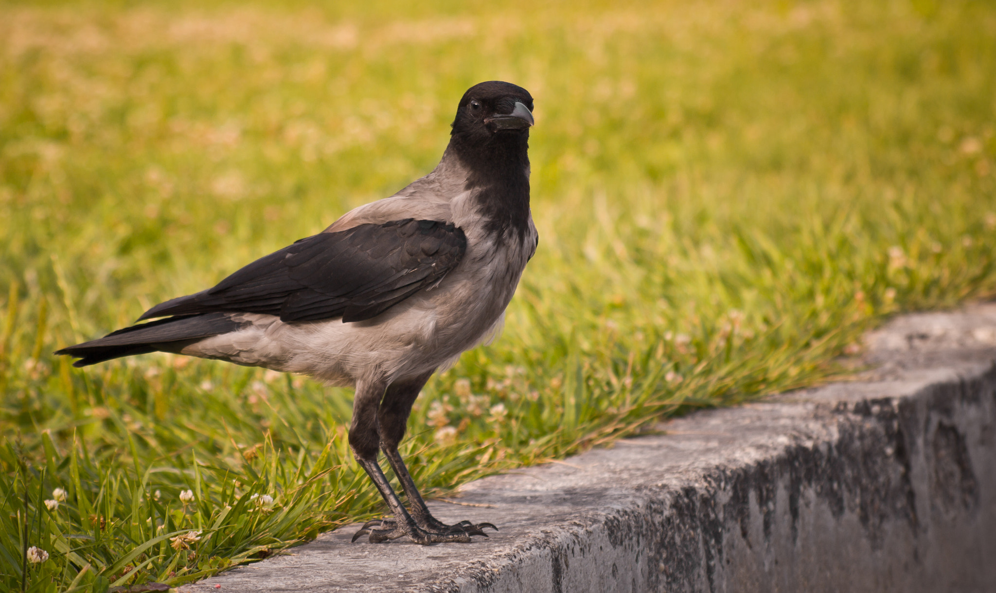 Olympus E-620 (EVOLT E-620) + Sigma 55-200mm F4-5.6 DC sample photo. Crow photography