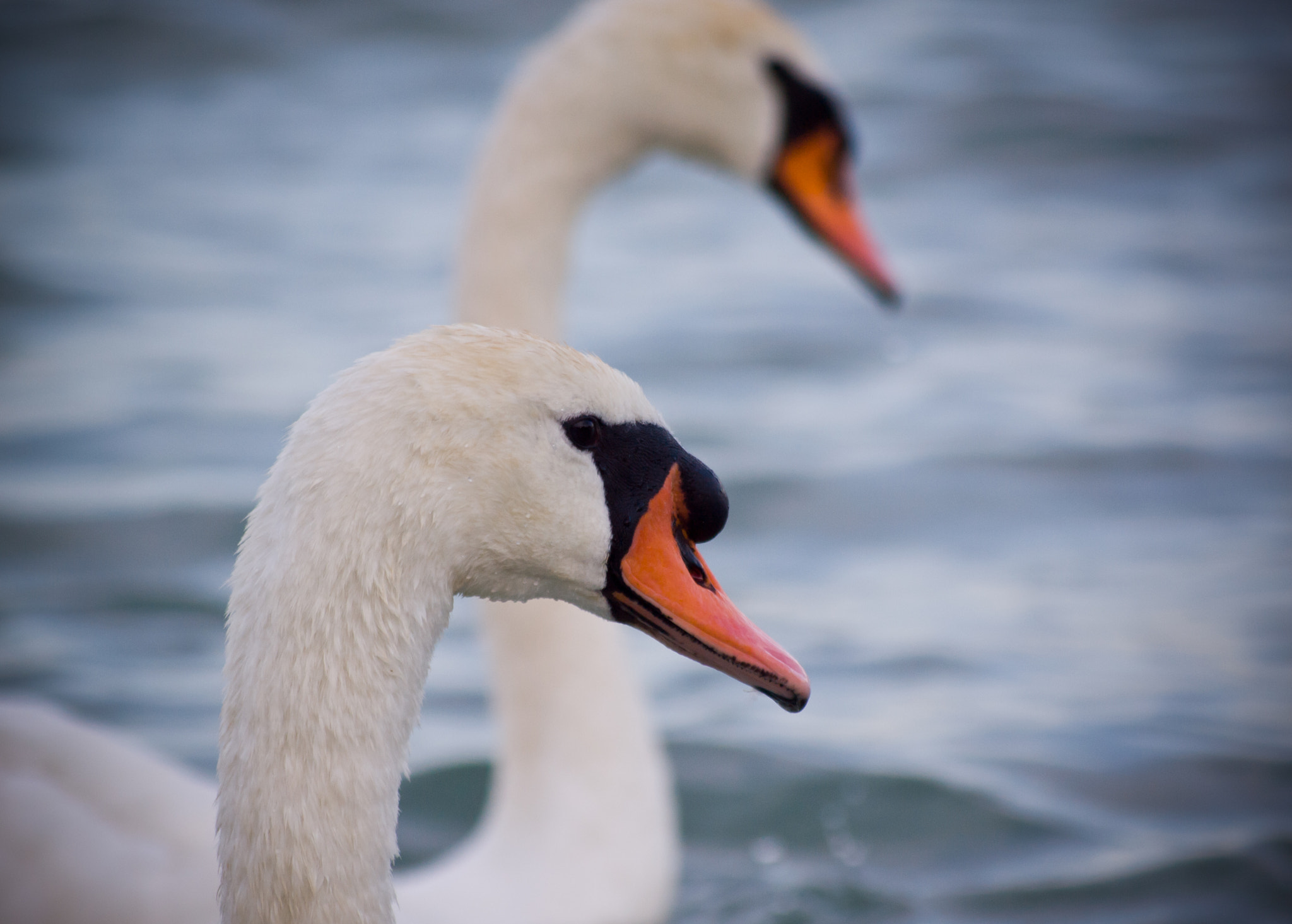 Olympus E-620 (EVOLT E-620) + Sigma 55-200mm F4-5.6 DC sample photo. Swan photography