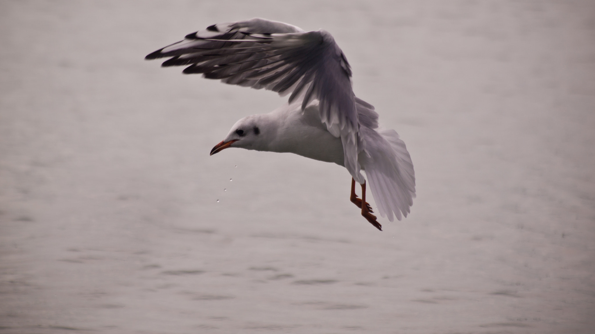 Olympus E-620 (EVOLT E-620) sample photo. Seagull photography