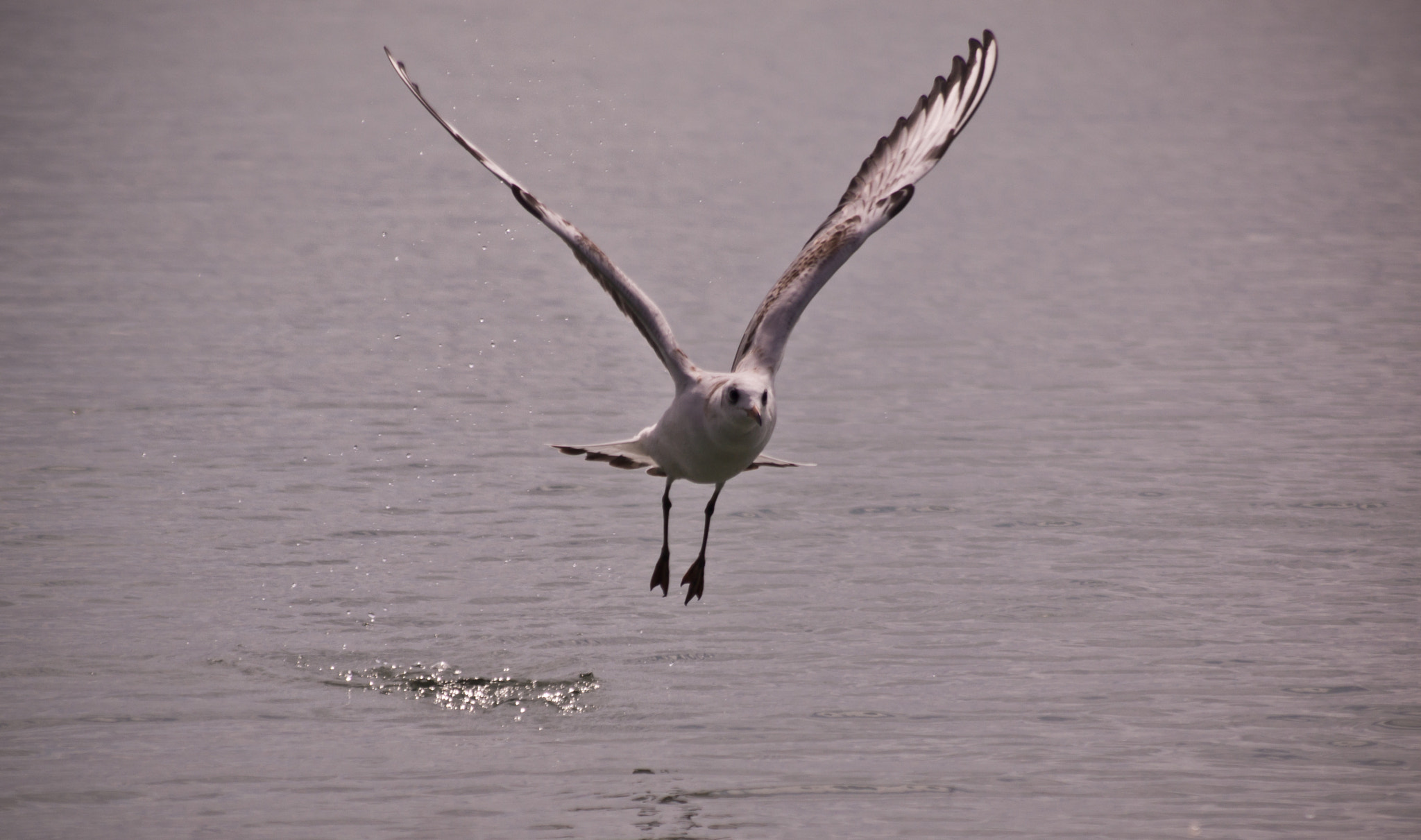 Sigma 55-200mm F4-5.6 DC sample photo. Seagull photography