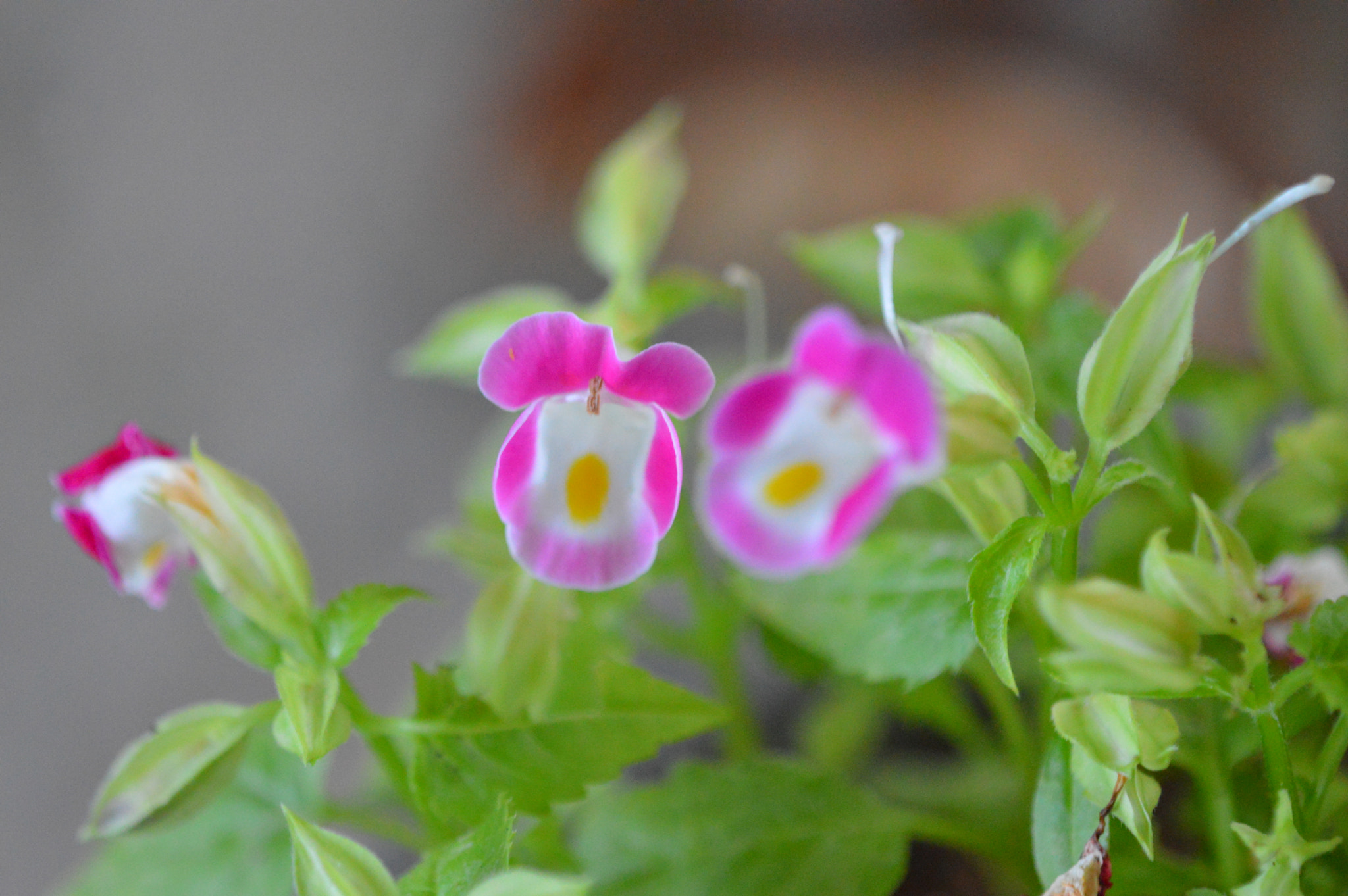 Tamron SP AF 180mm F3.5 Di LD (IF) Macro sample photo. Flowers photography