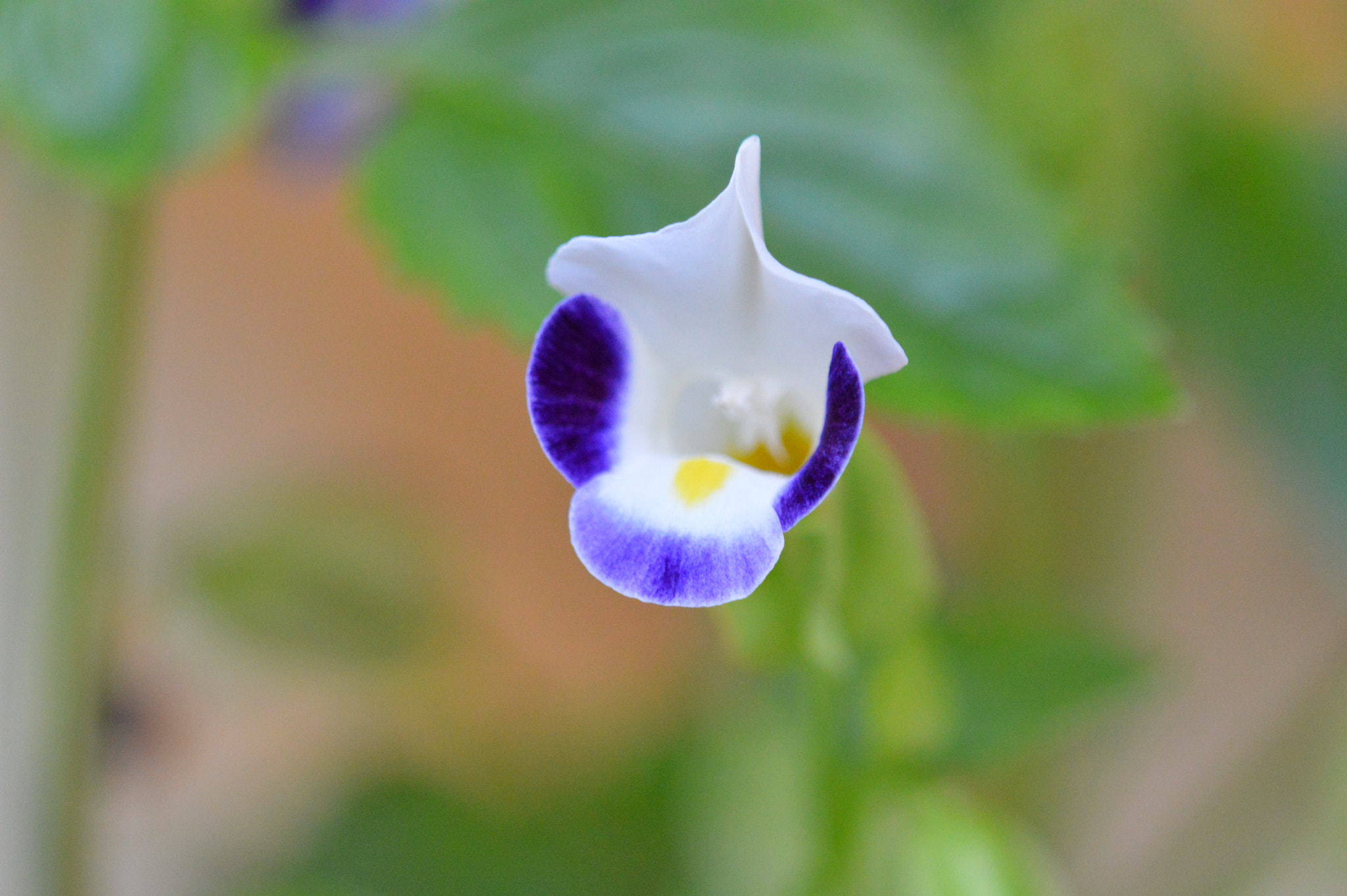 Tamron SP AF 180mm F3.5 Di LD (IF) Macro sample photo. Flowers photography