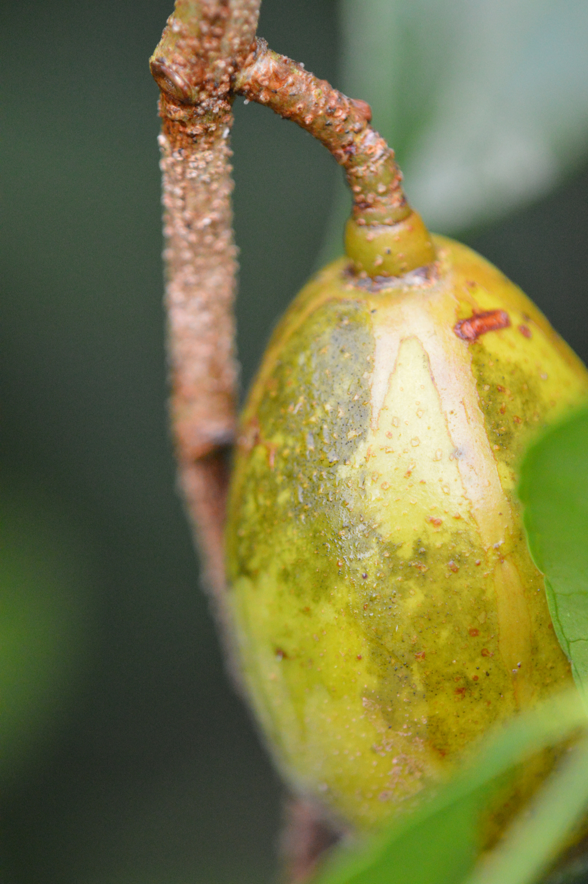 Tamron SP AF 180mm F3.5 Di LD (IF) Macro sample photo. Cajarana fruit photography