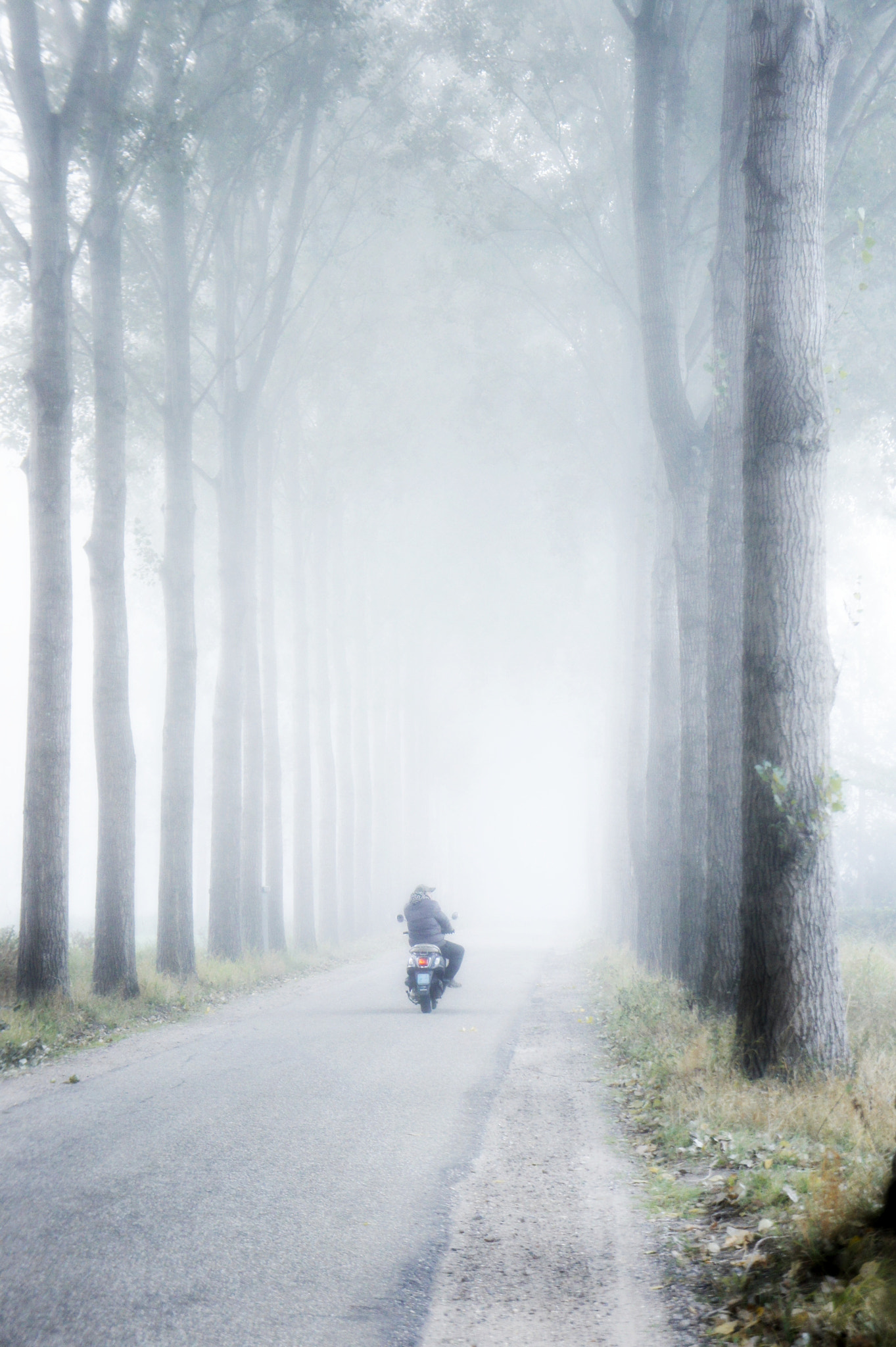 Sony Alpha NEX-3 sample photo. Foggy day in beautiful holland photography