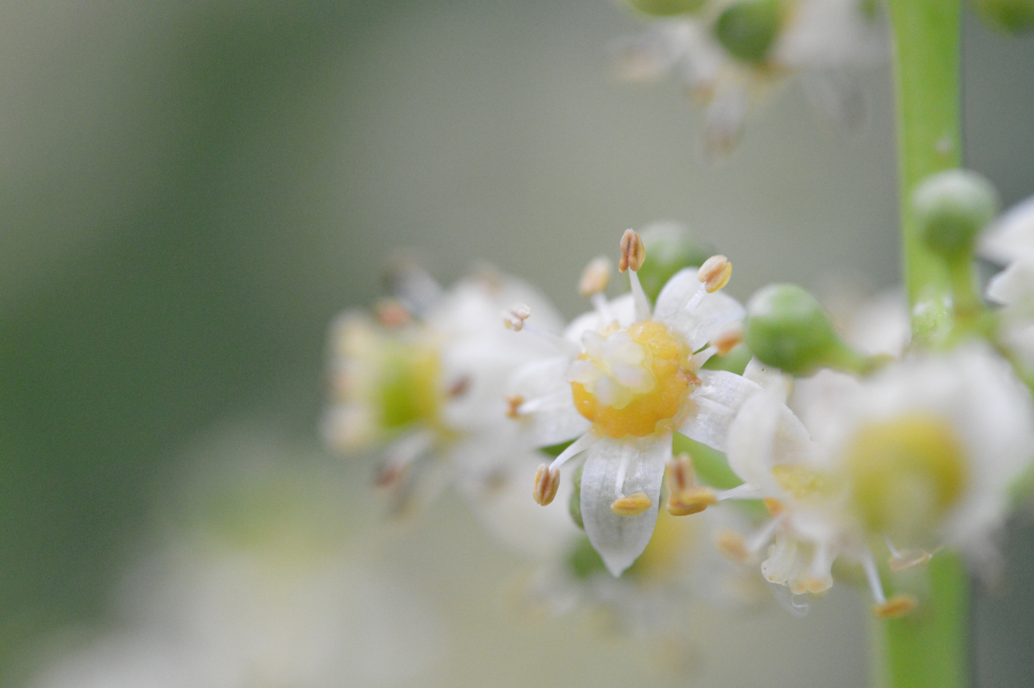 Tamron SP AF 180mm F3.5 Di LD (IF) Macro sample photo. Cajarana flowers photography