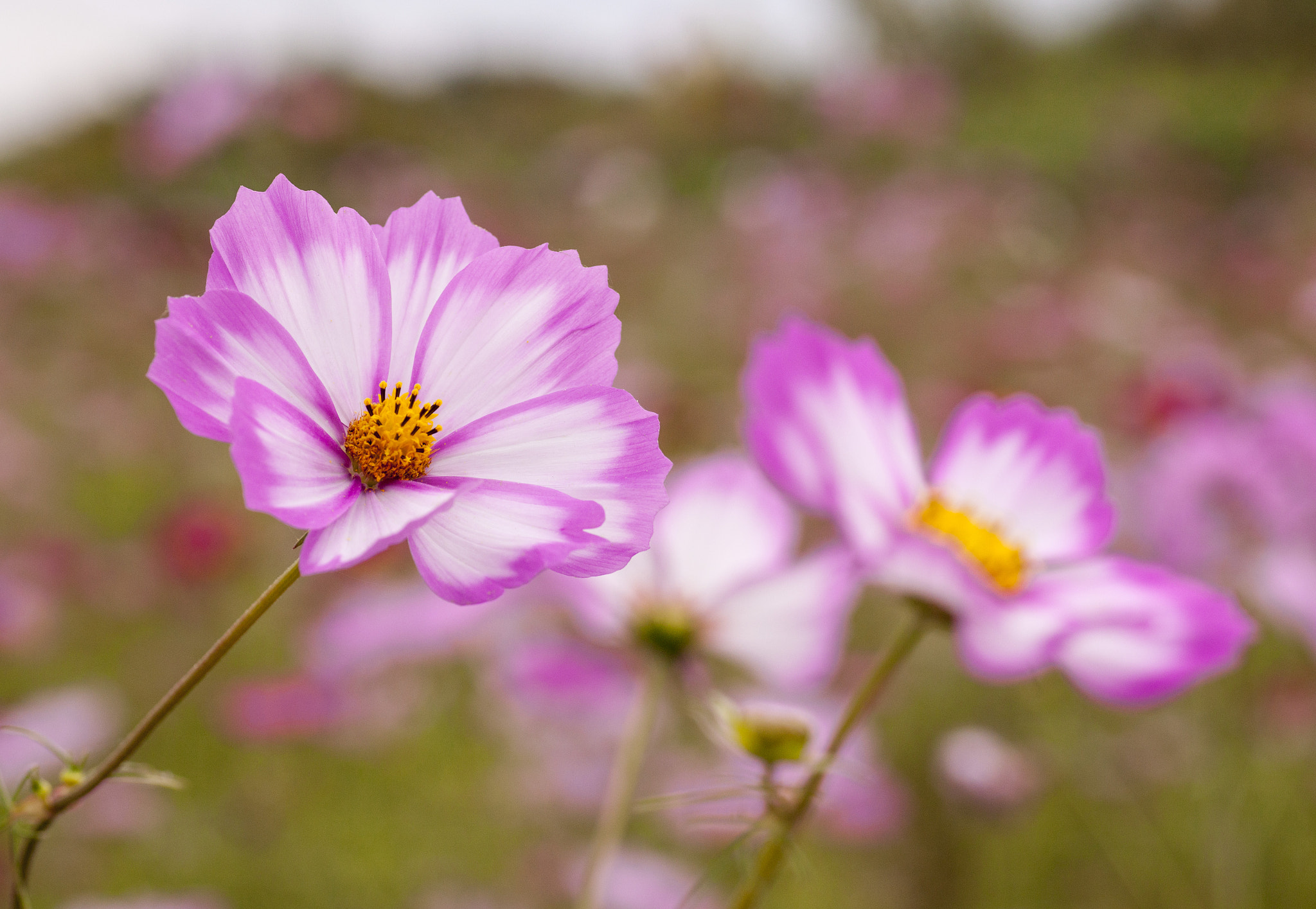 Canon EOS 5D Mark II + Tamron SP AF 90mm F2.8 Di Macro sample photo. Cosmos（秋桜）part2 photography