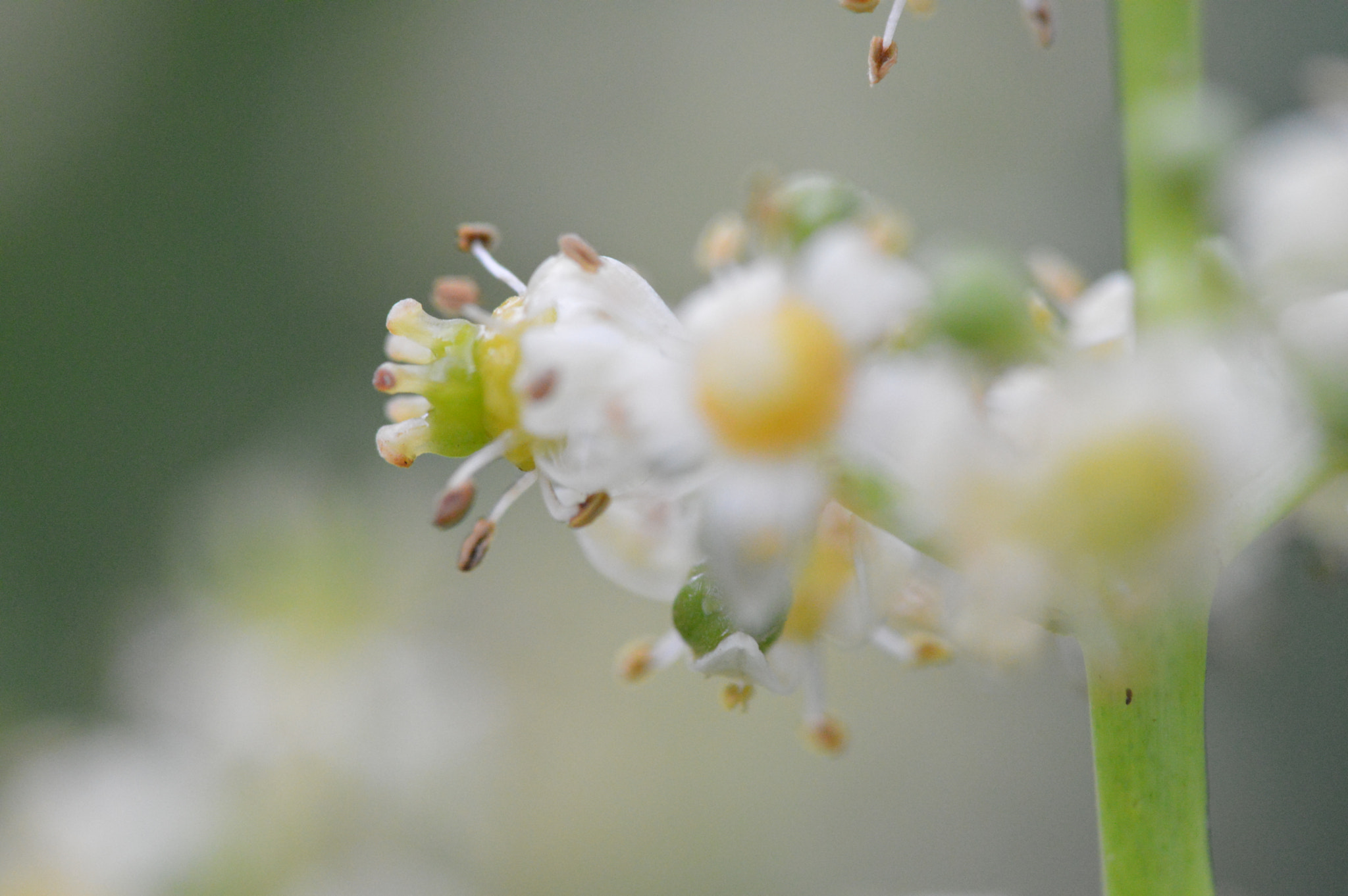 Tamron SP AF 180mm F3.5 Di LD (IF) Macro sample photo. Cajarana flowers photography