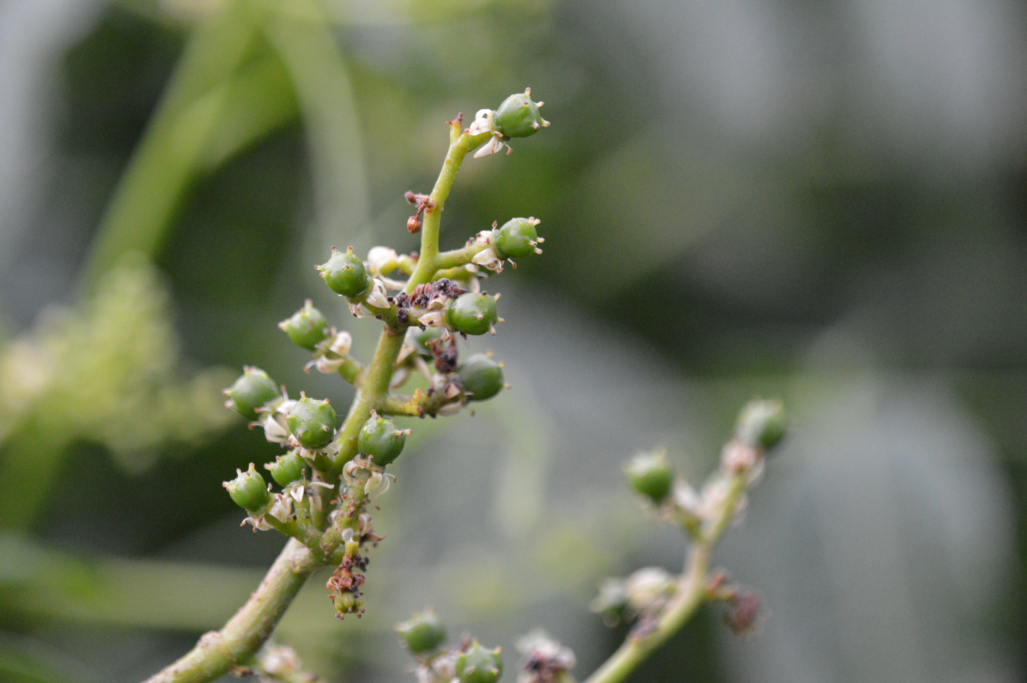 Tamron SP AF 180mm F3.5 Di LD (IF) Macro sample photo. Cajarana flowers/fruits photography