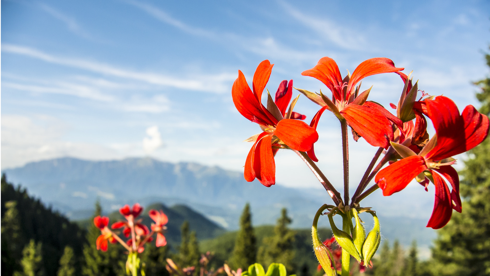 Nikon 1 S1 sample photo. Vivid flower photography