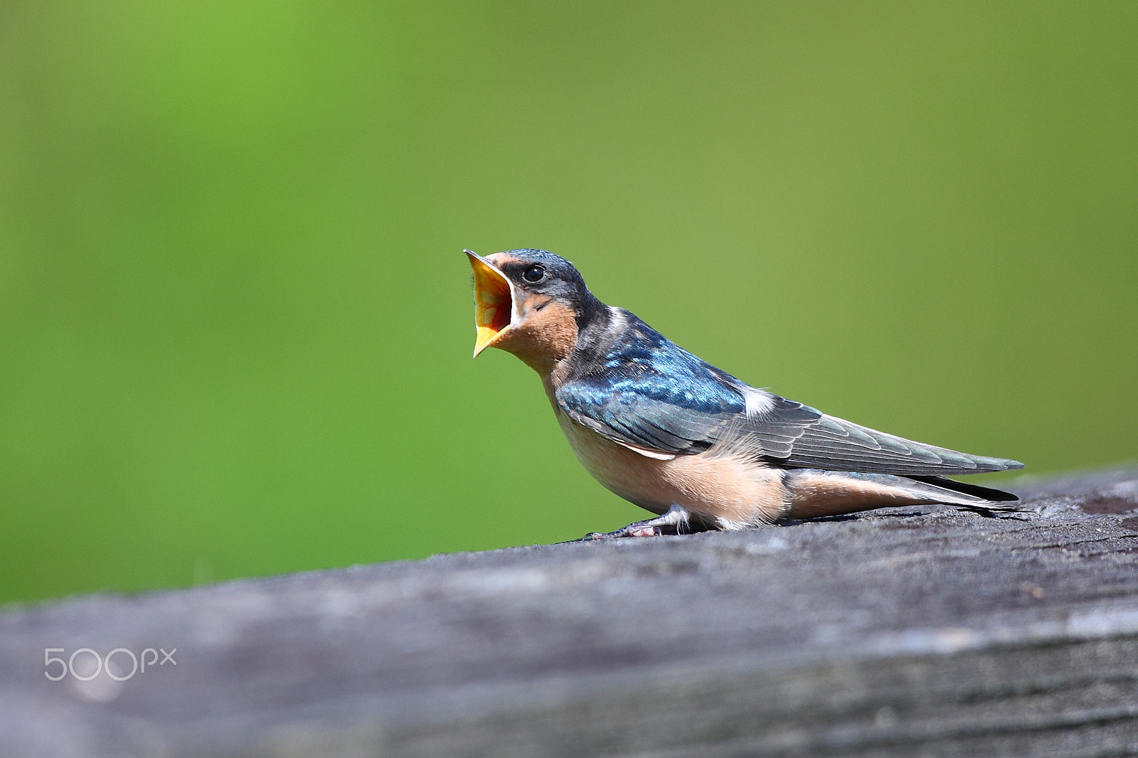 Canon EOS 40D + Canon EF 500mm F4L IS USM sample photo. Screaming at the world photography