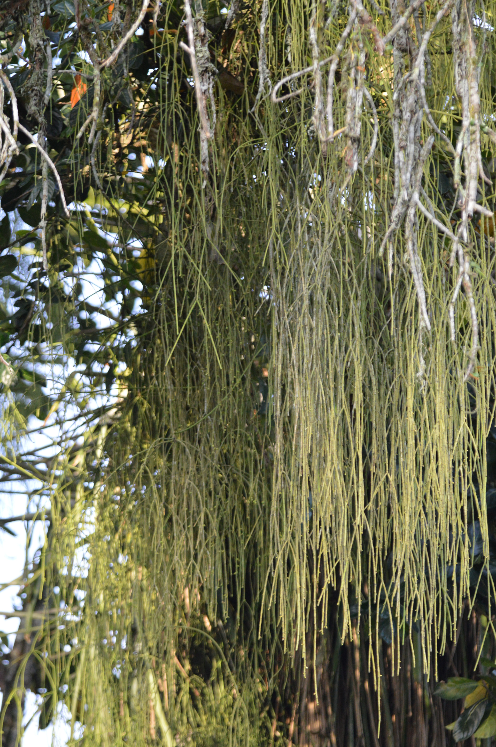Tamron SP AF 180mm F3.5 Di LD (IF) Macro sample photo. Tree photography
