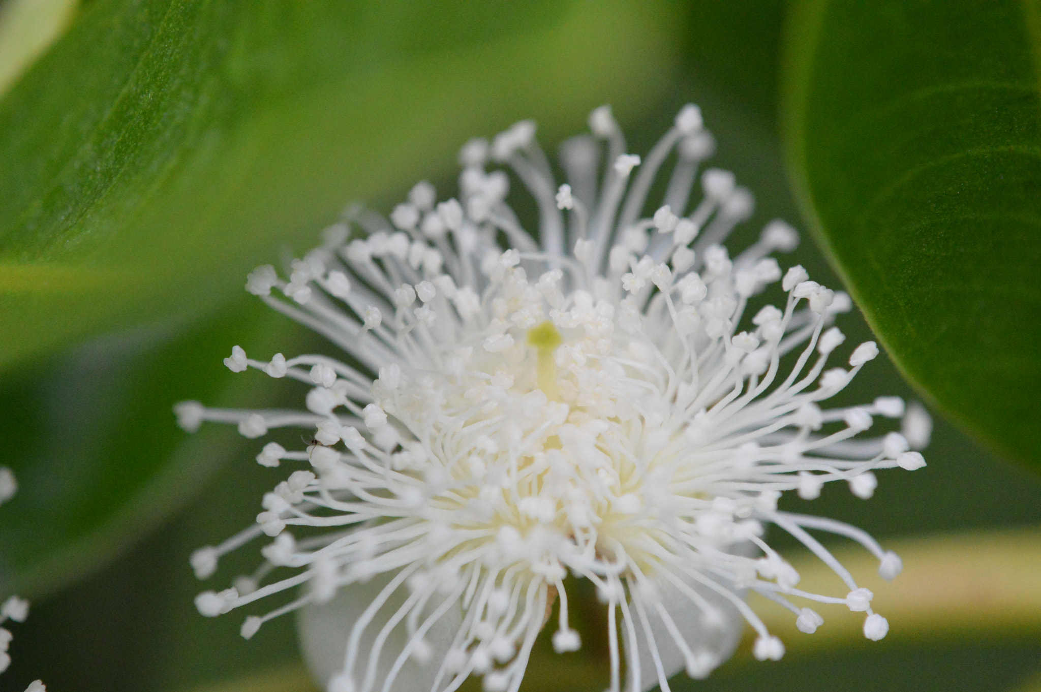 Tamron SP AF 180mm F3.5 Di LD (IF) Macro sample photo. Araçá (mini guava) flower photography