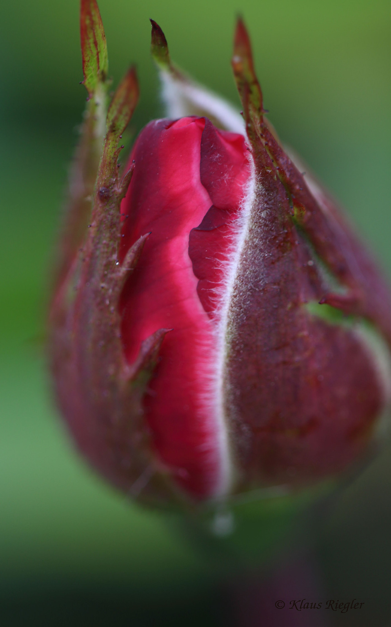 Canon EF 100mm F2.8L Macro IS USM sample photo. Img photography