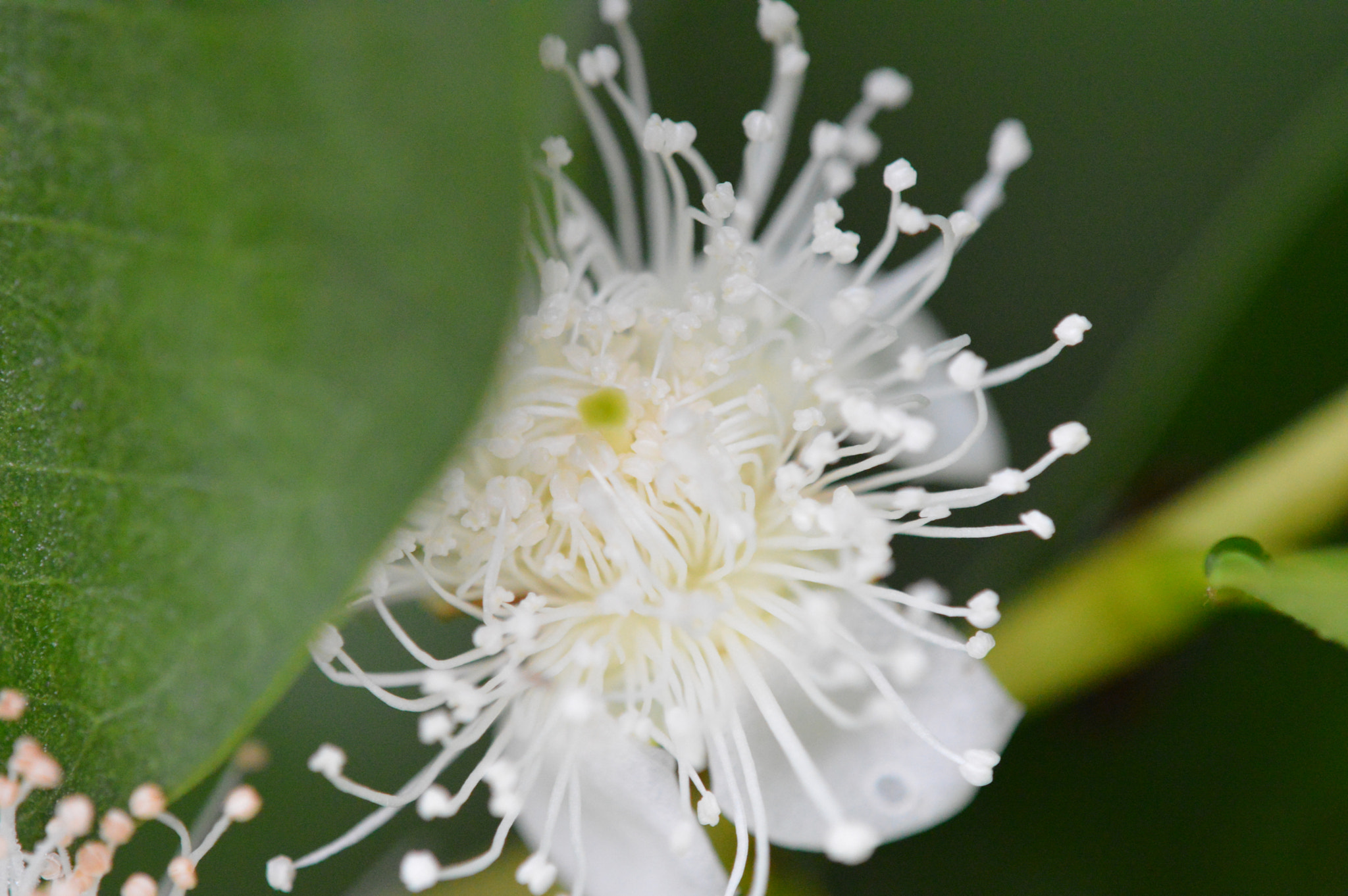 Tamron SP AF 180mm F3.5 Di LD (IF) Macro sample photo. Araçá (mini guava) flower photography
