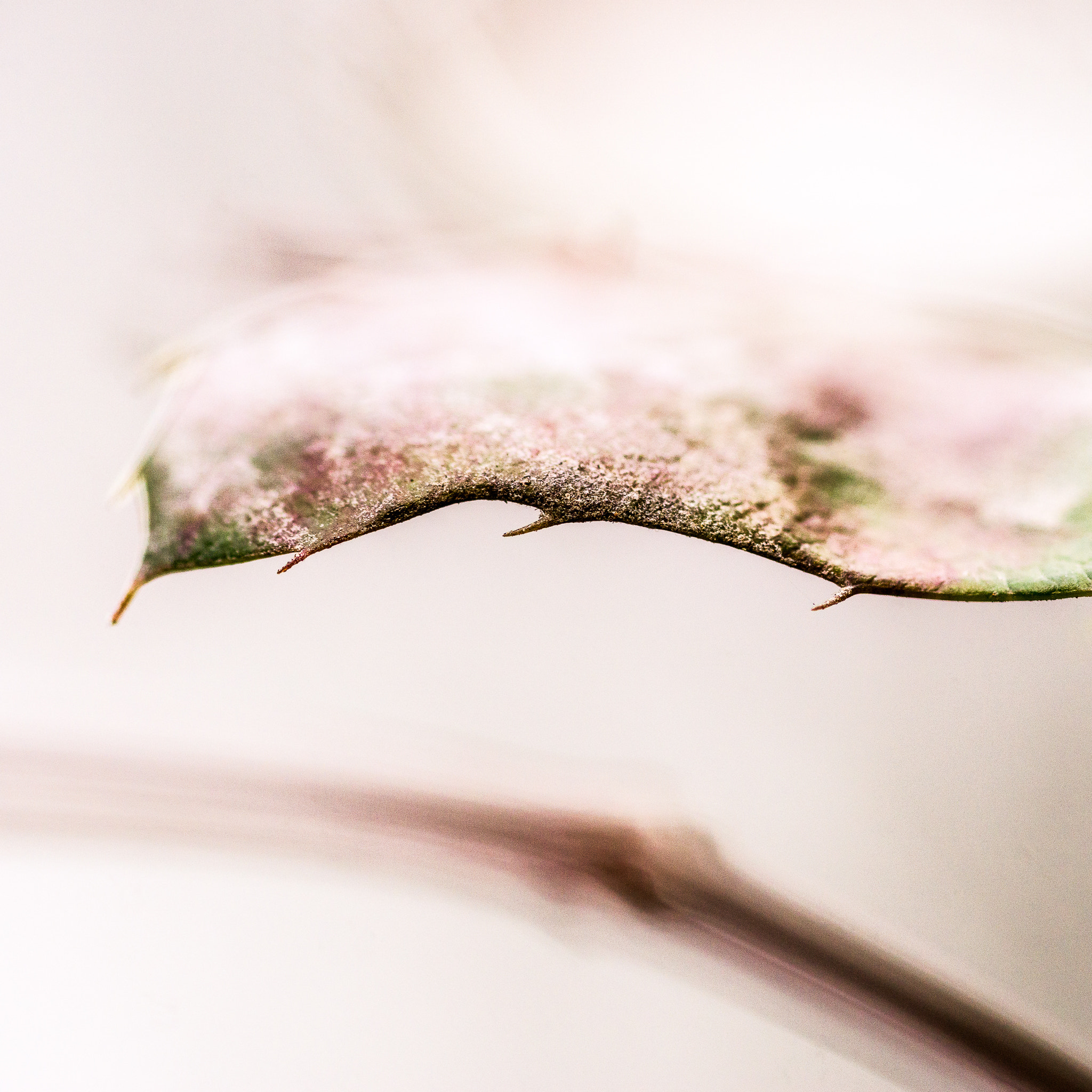 Sony a6000 + Sony FE 90mm F2.8 Macro G OSS sample photo. It's all about soft focus... photography