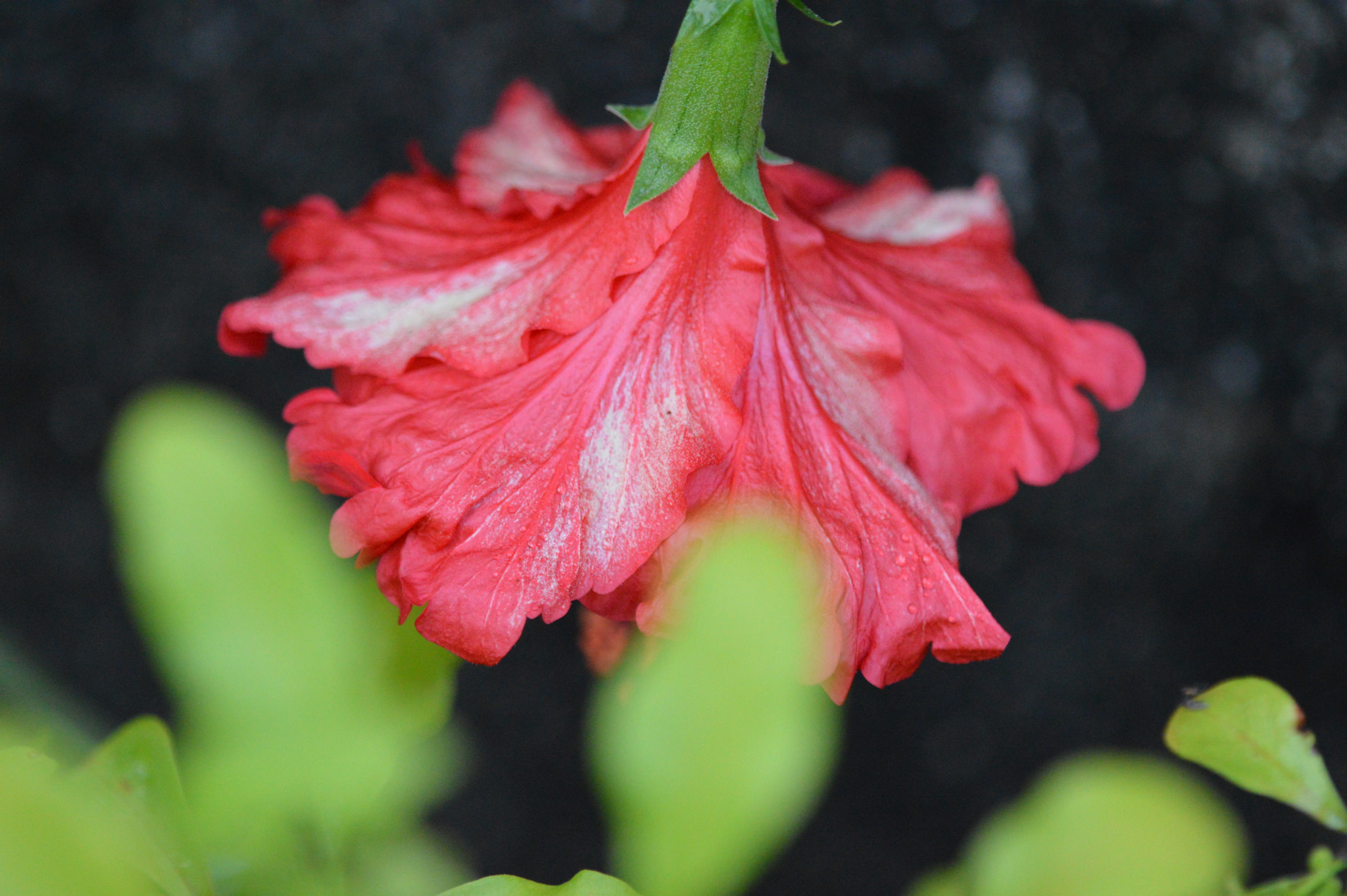 Tamron SP AF 180mm F3.5 Di LD (IF) Macro sample photo. Nature photography