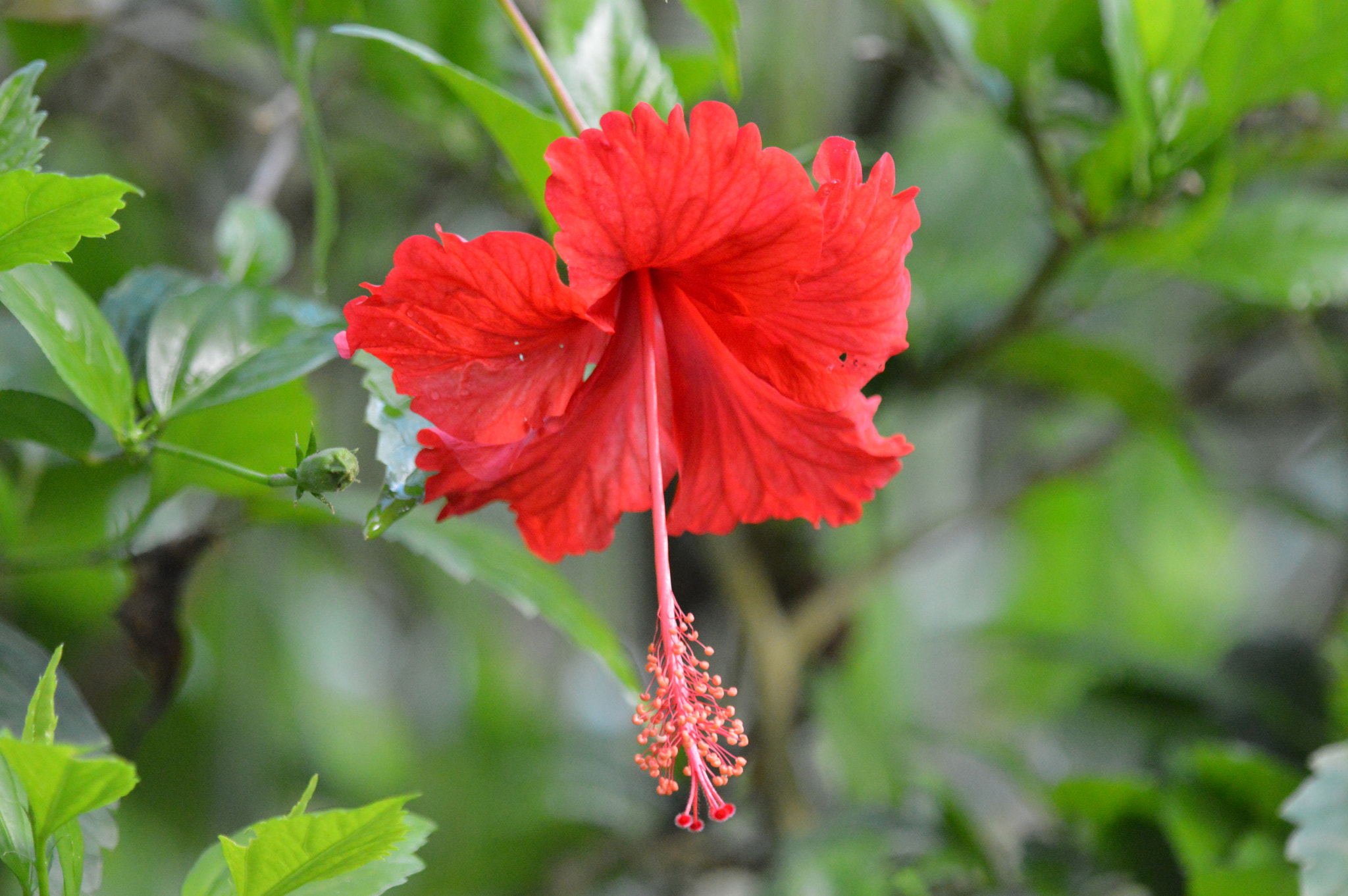Tamron SP AF 180mm F3.5 Di LD (IF) Macro sample photo. Nature photography