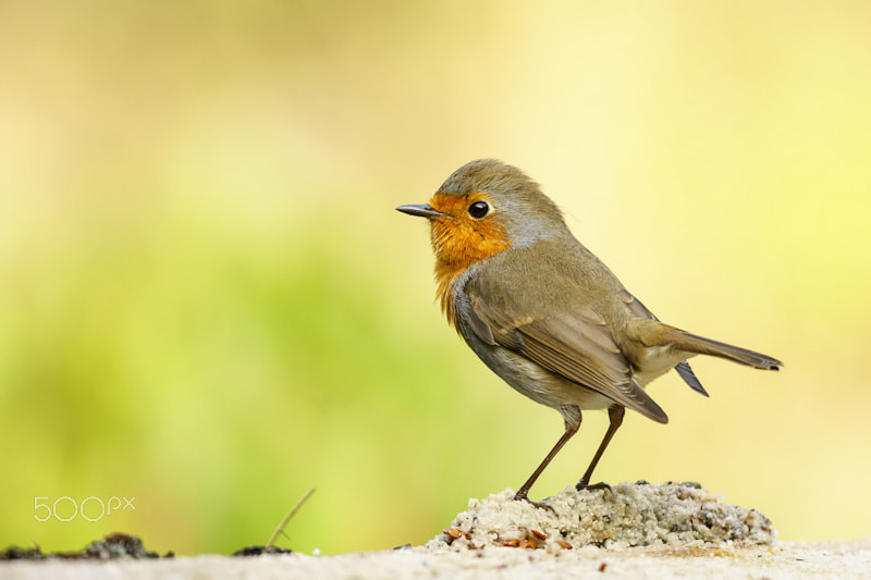Sony ILCA-77M2 + Tamron SP 150-600mm F5-6.3 Di VC USD sample photo. Robin photography
