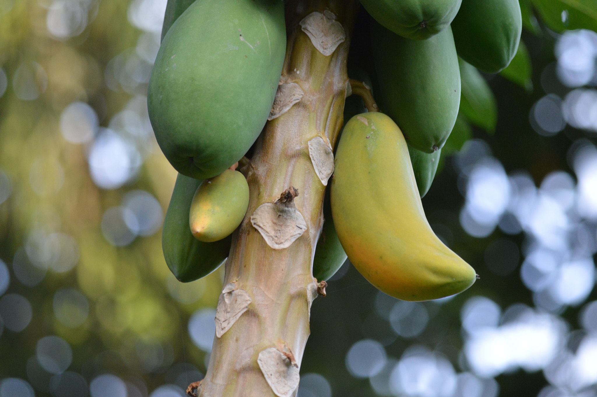 Tamron SP AF 180mm F3.5 Di LD (IF) Macro sample photo. Papaya photography