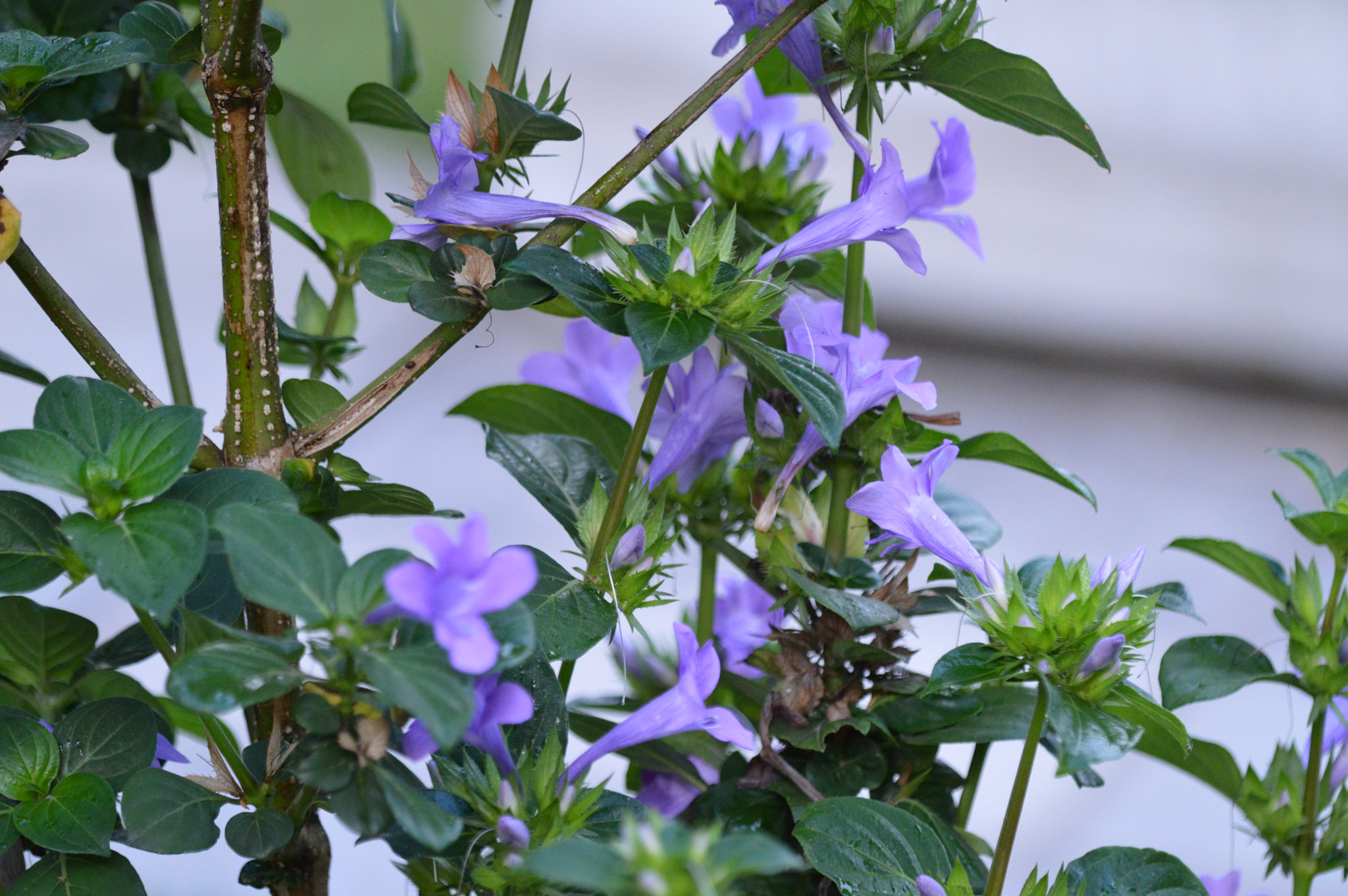 Tamron SP AF 180mm F3.5 Di LD (IF) Macro sample photo. Nature photography