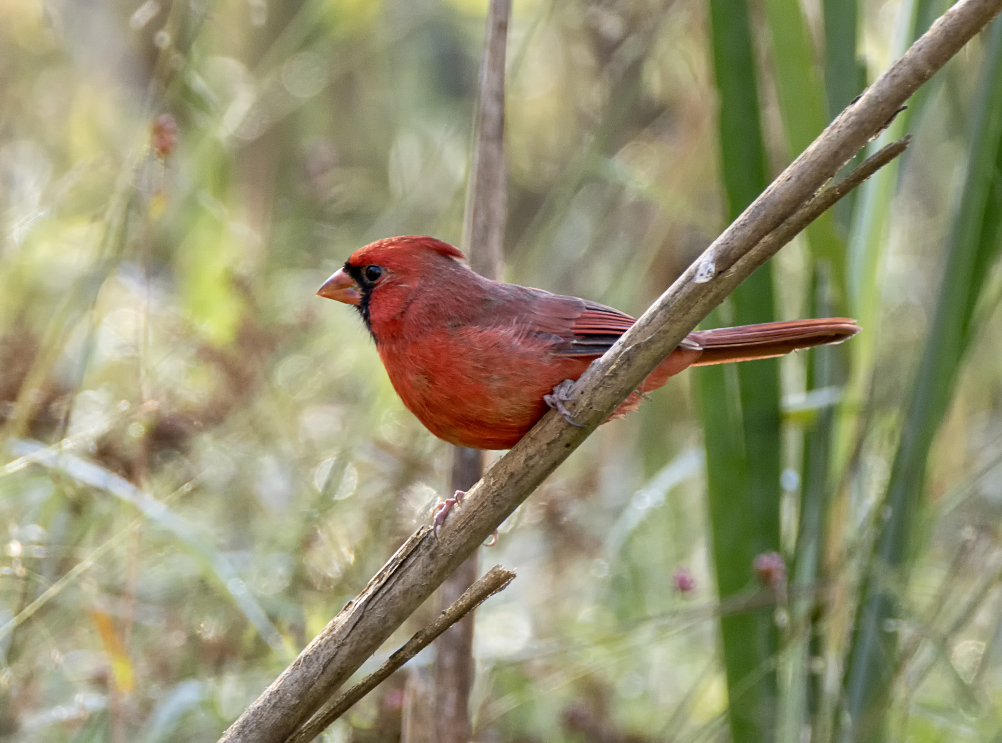 Sony ILCA-77M2 sample photo. Male cardinal in autumn photography