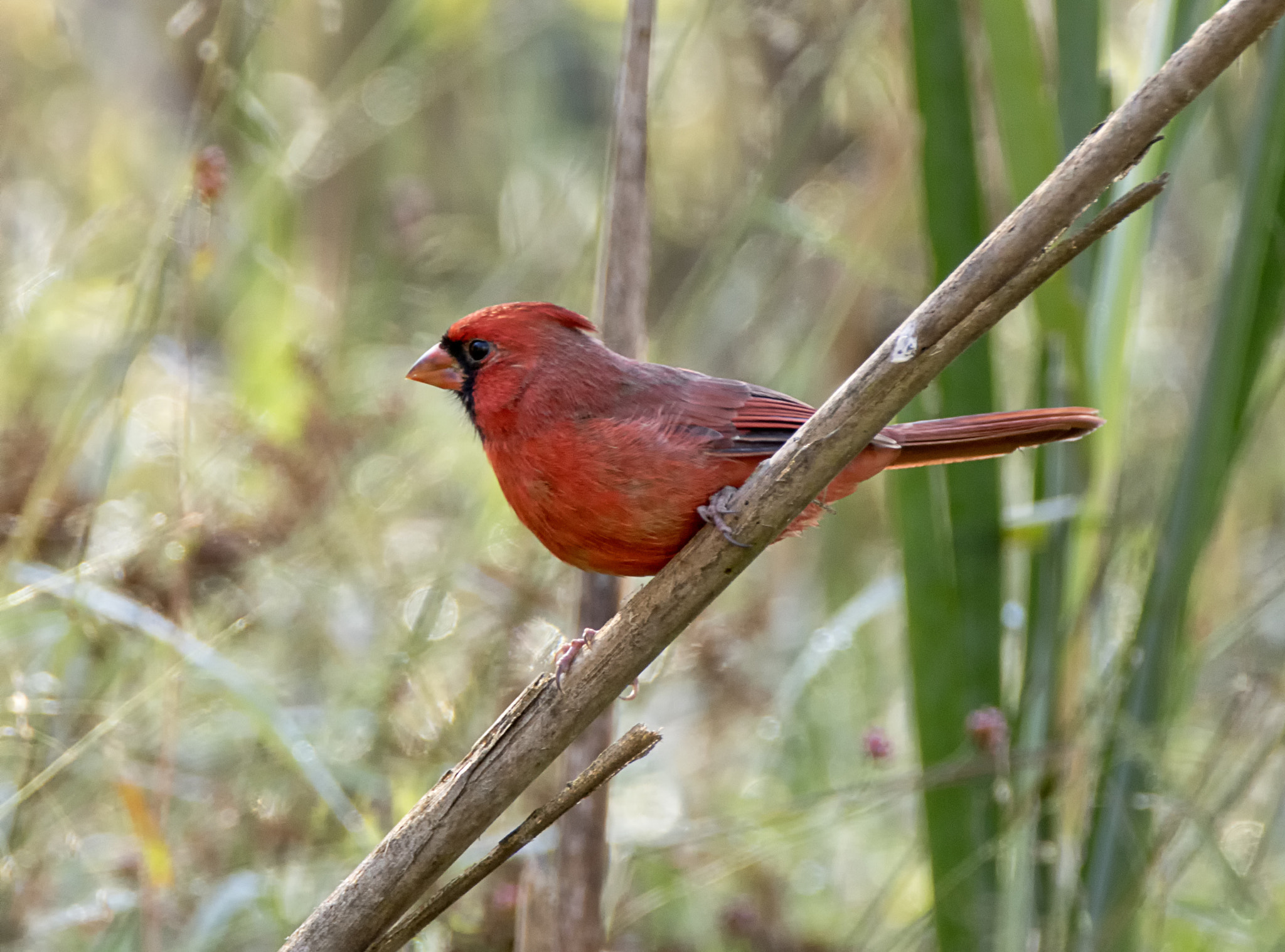 Sony ILCA-77M2 + Tamron SP 150-600mm F5-6.3 Di VC USD sample photo. Male cardinal in autumn photography