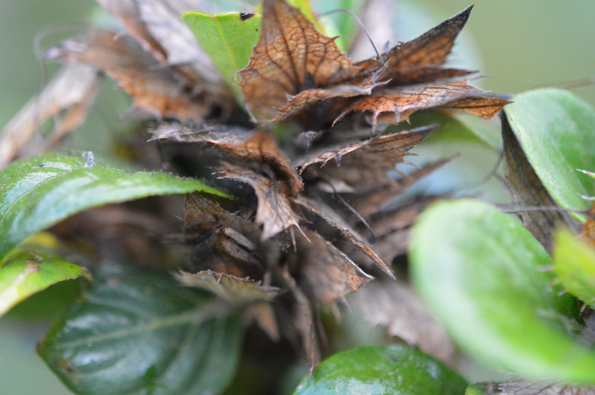 Tamron SP AF 180mm F3.5 Di LD (IF) Macro sample photo. Nature photography