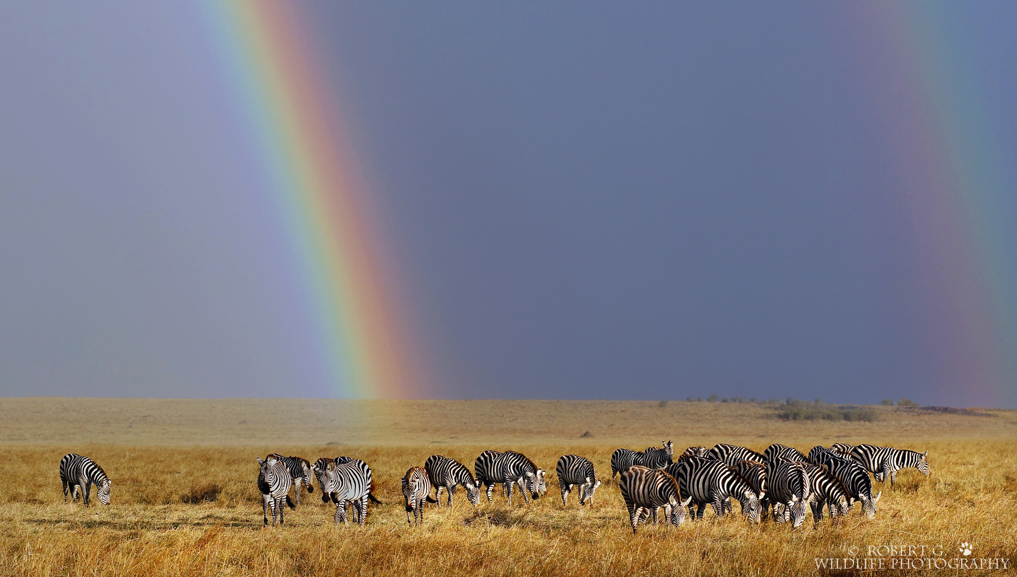 Sony SLT-A77 + Minolta/Sony AF 70-200mm F2.8 G sample photo. Under the rainbow masai mara 2016 photography