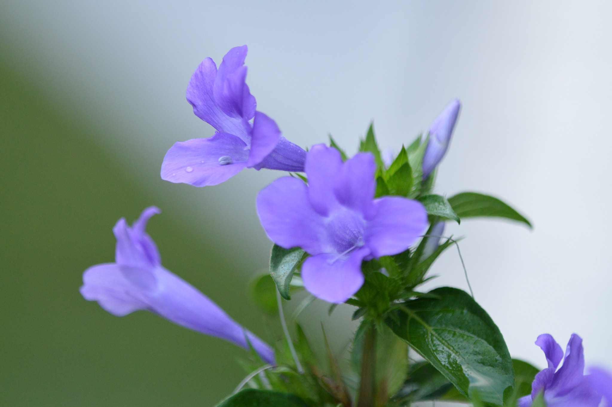 Tamron SP AF 180mm F3.5 Di LD (IF) Macro sample photo. Flowers photography