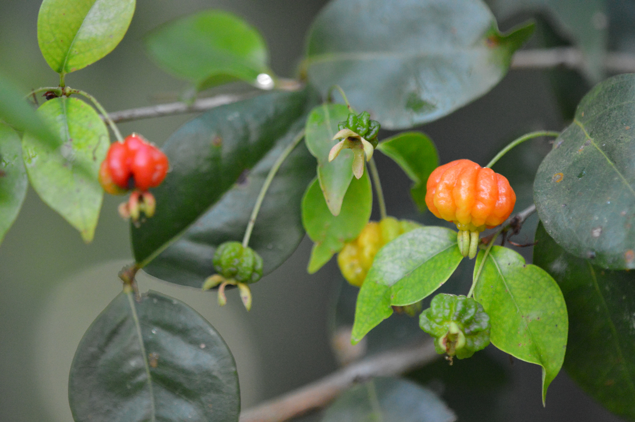 Tamron SP AF 180mm F3.5 Di LD (IF) Macro sample photo. Pitanga fruit photography