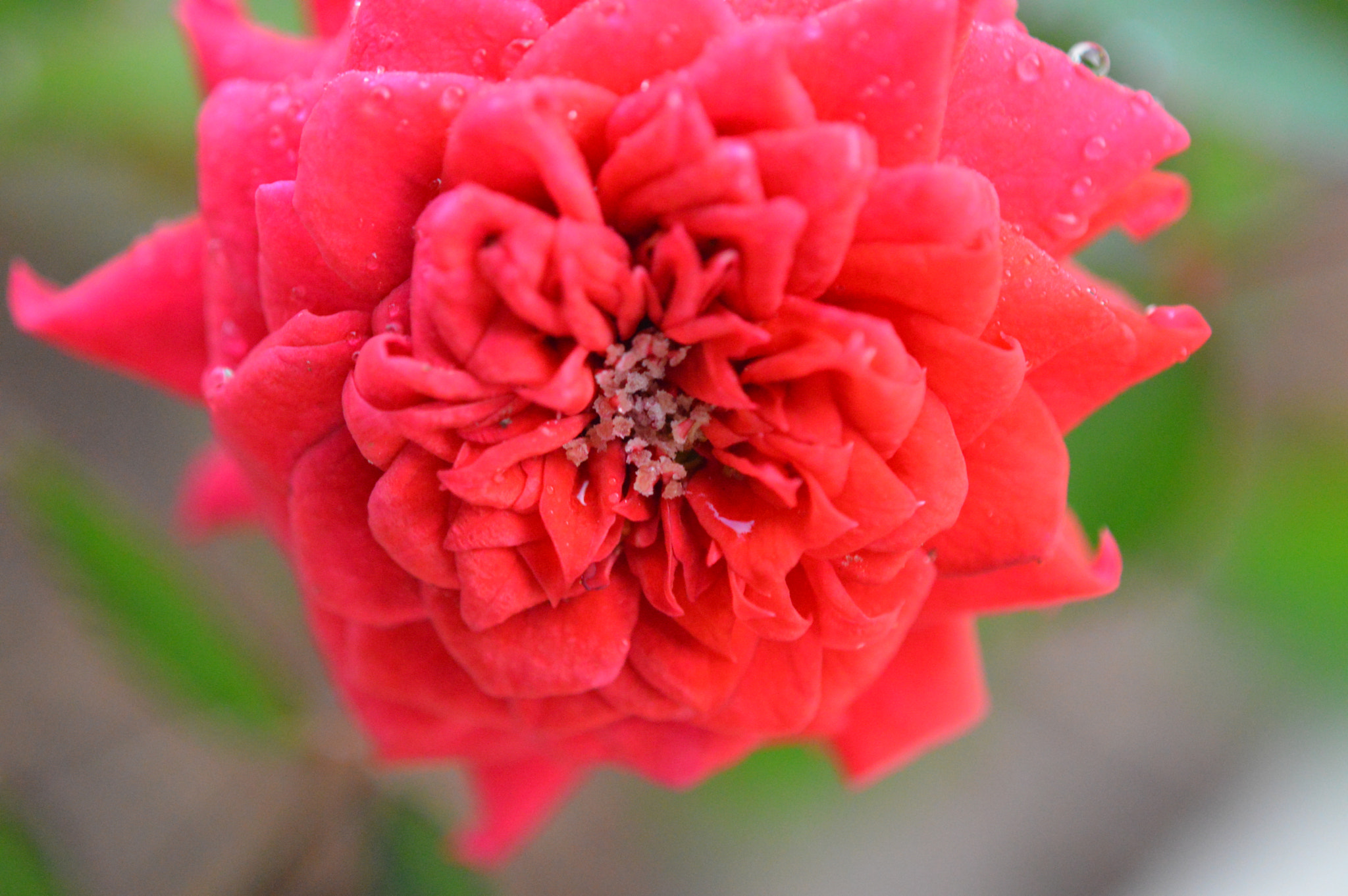 Tamron SP AF 180mm F3.5 Di LD (IF) Macro sample photo. Rose photography