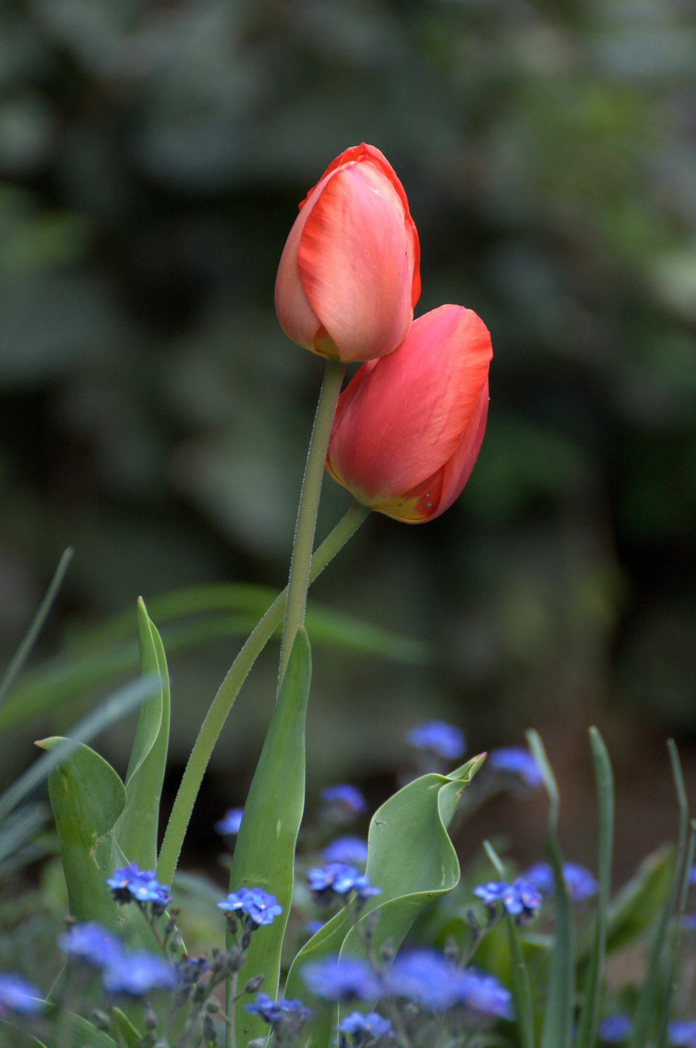 Canon EOS 450D (EOS Rebel XSi / EOS Kiss X2) sample photo. Gyengéd szeretet / gentle love photography