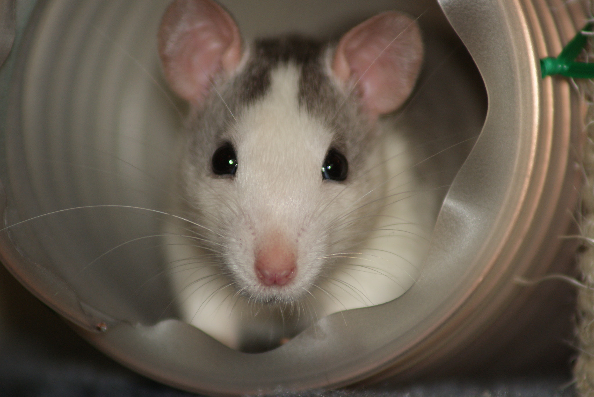 Sony 75-300mm F4.5-5.6 sample photo. Cute photography