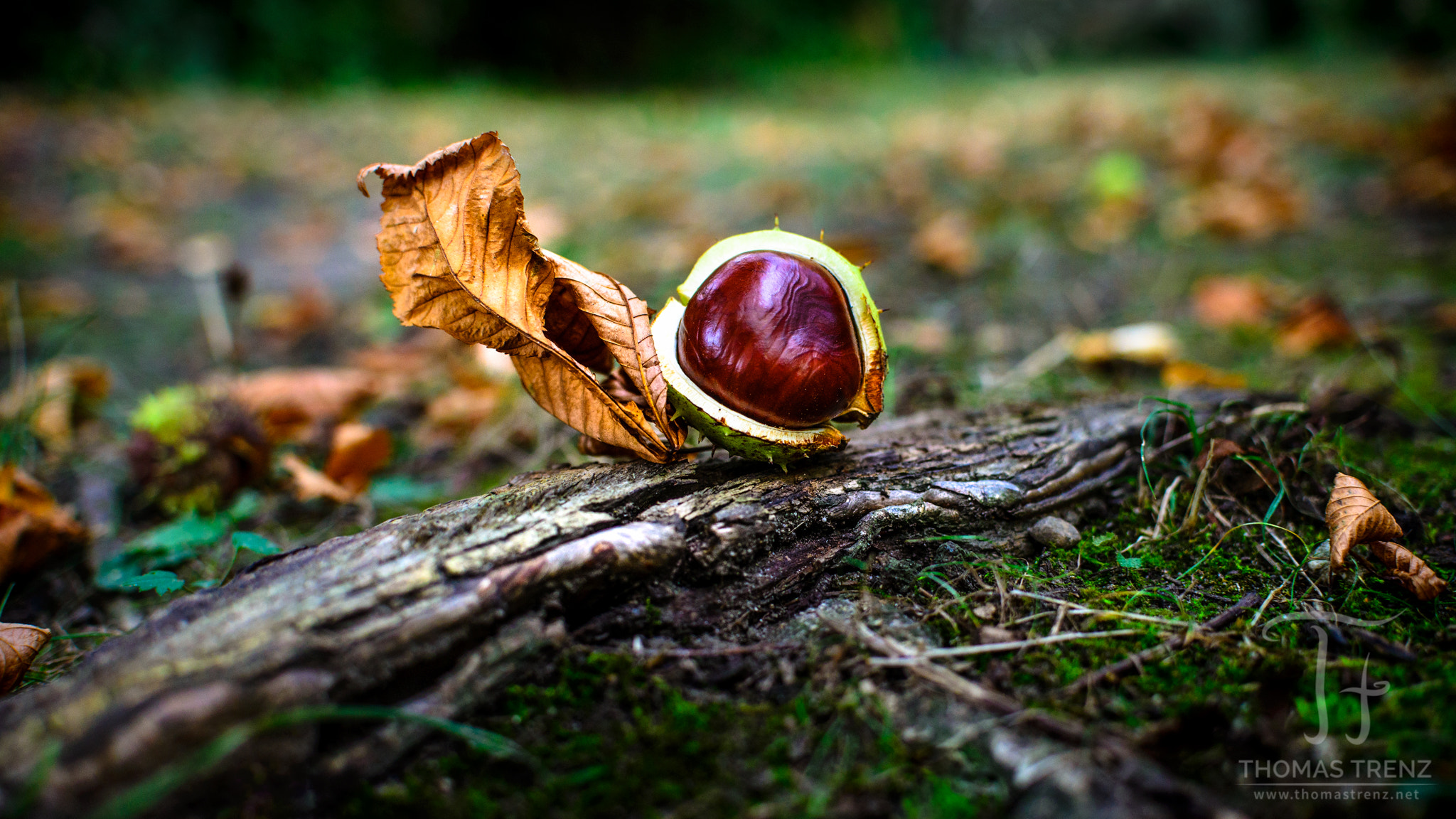 Nikon D600 sample photo. Feel the autumn photography