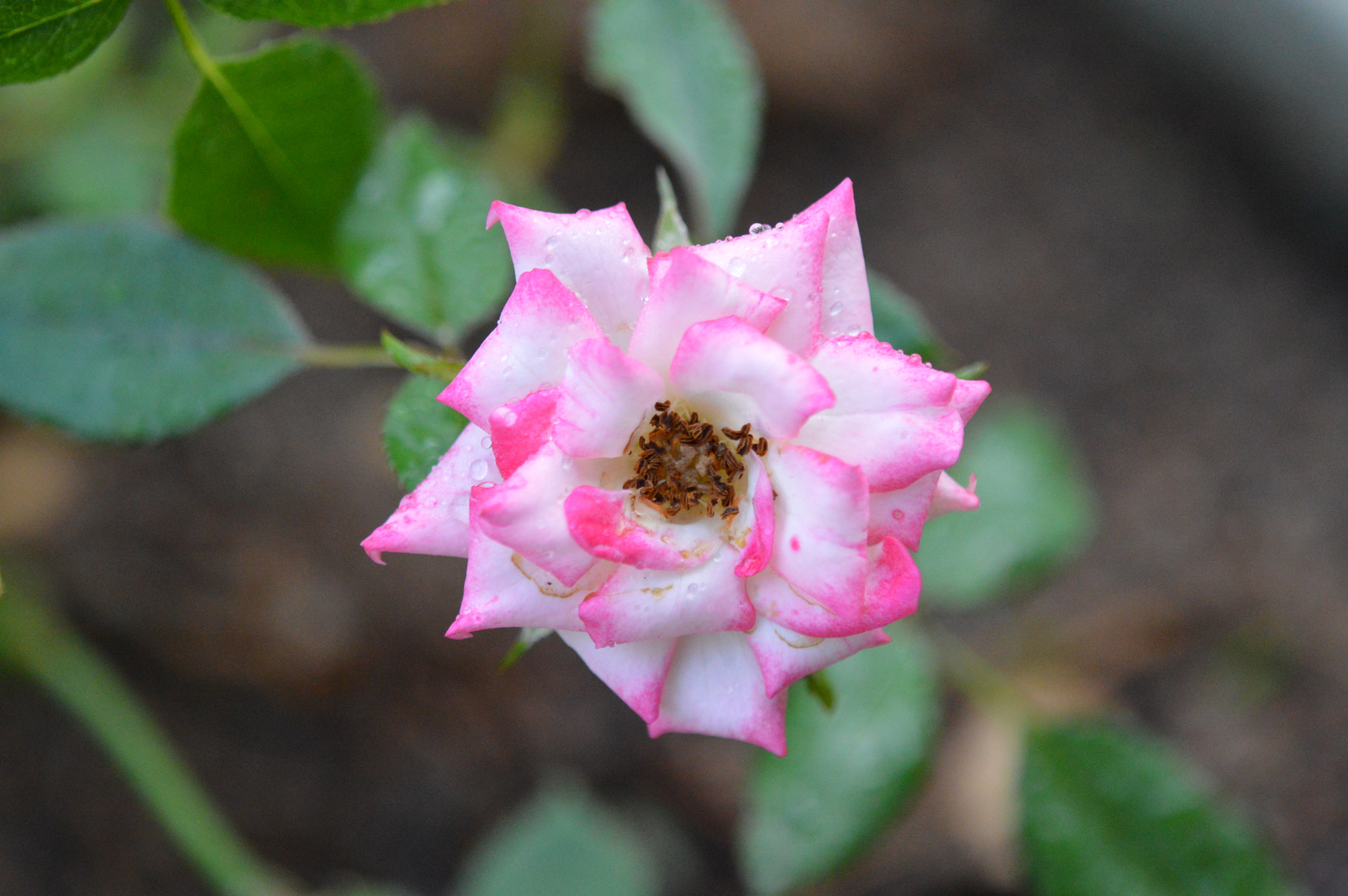 Tamron SP AF 180mm F3.5 Di LD (IF) Macro sample photo. Rose photography