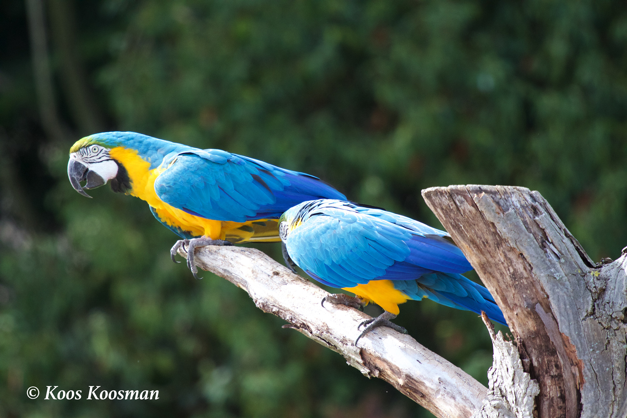 Canon EF 100-400mm F4.5-5.6L IS USM sample photo. Macaw photography