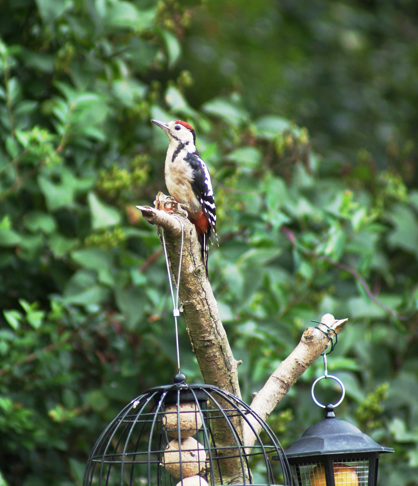 Sony 75-300mm F4.5-5.6 sample photo. Woody woodpecker photography