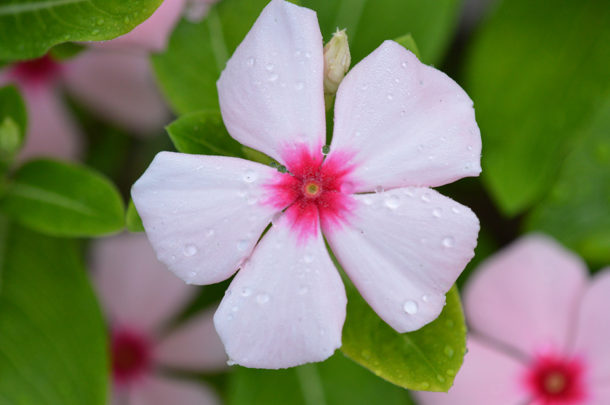 Tamron SP AF 180mm F3.5 Di LD (IF) Macro sample photo. Amazing colors photography